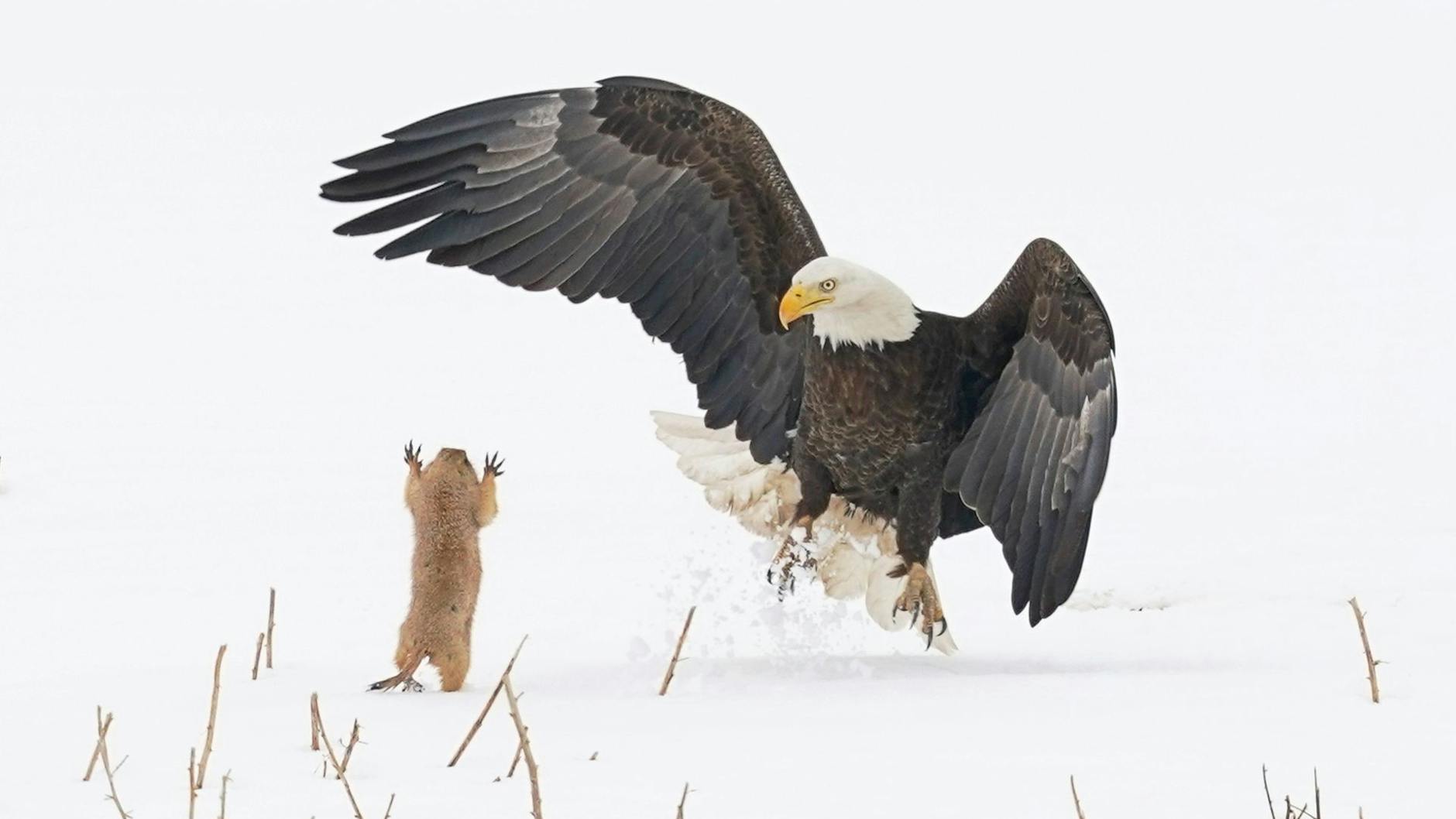 Comedy Wildlife Photo Award