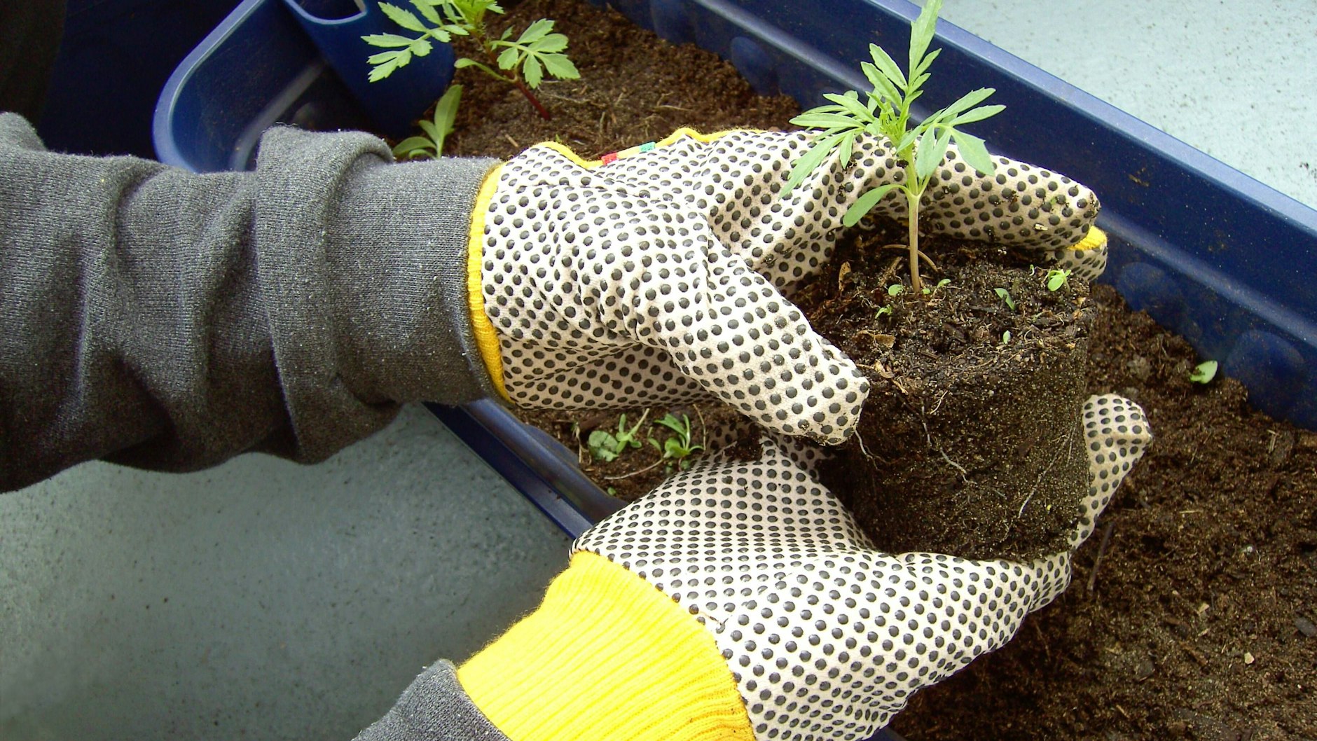 Setzen Sie Stauden in die Balkonlkästen, haben Sie mehrere Jahre Freude daran.
