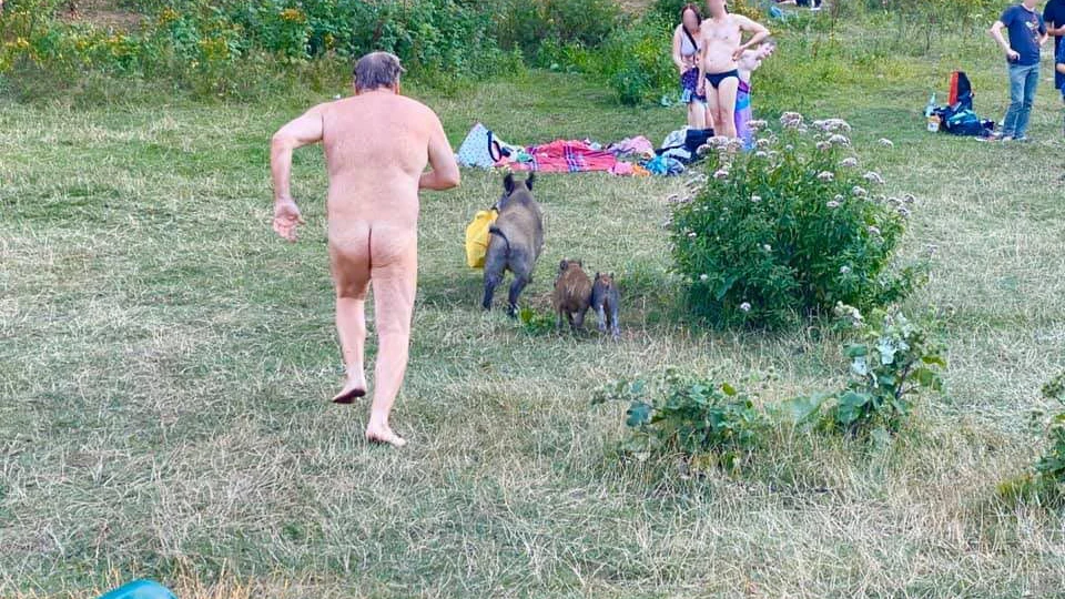 Unerwarteter Gast am FKK-Strand Teufelssee: Wildschwein klaut Laptoptasche. Berlin, August 2020