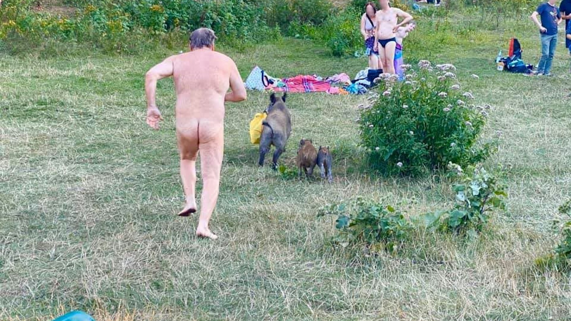 Unerwarteter Gast am FKK-Strand Teufelssee: Wildschwein klaut Laptoptasche. Berlin, August 2020