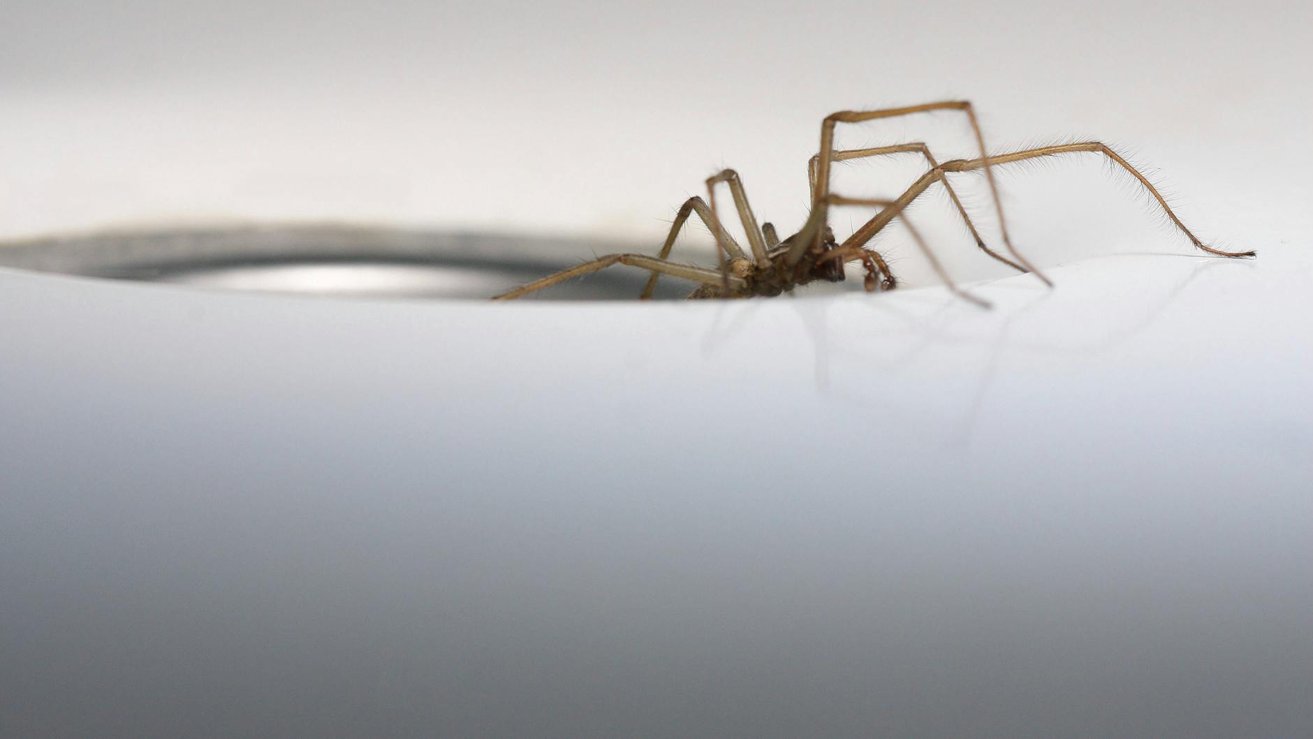 Die Große Hauswinkelspinne (Tegenaria gigantea Tegenaria atrica)