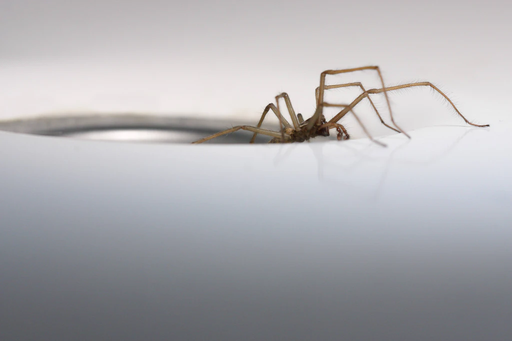Spinnen, Ameisen, Motten: Wie man Krabbeltiere wieder los wird