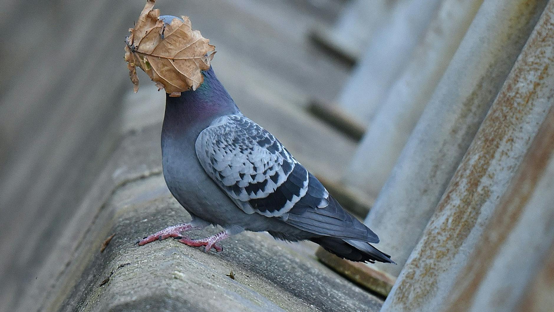Der Fotograf, der dieses Bild schoss, wollte eigentlich nur Tauben fotografieren - sein Bild ist ein echter Schnappschuss.