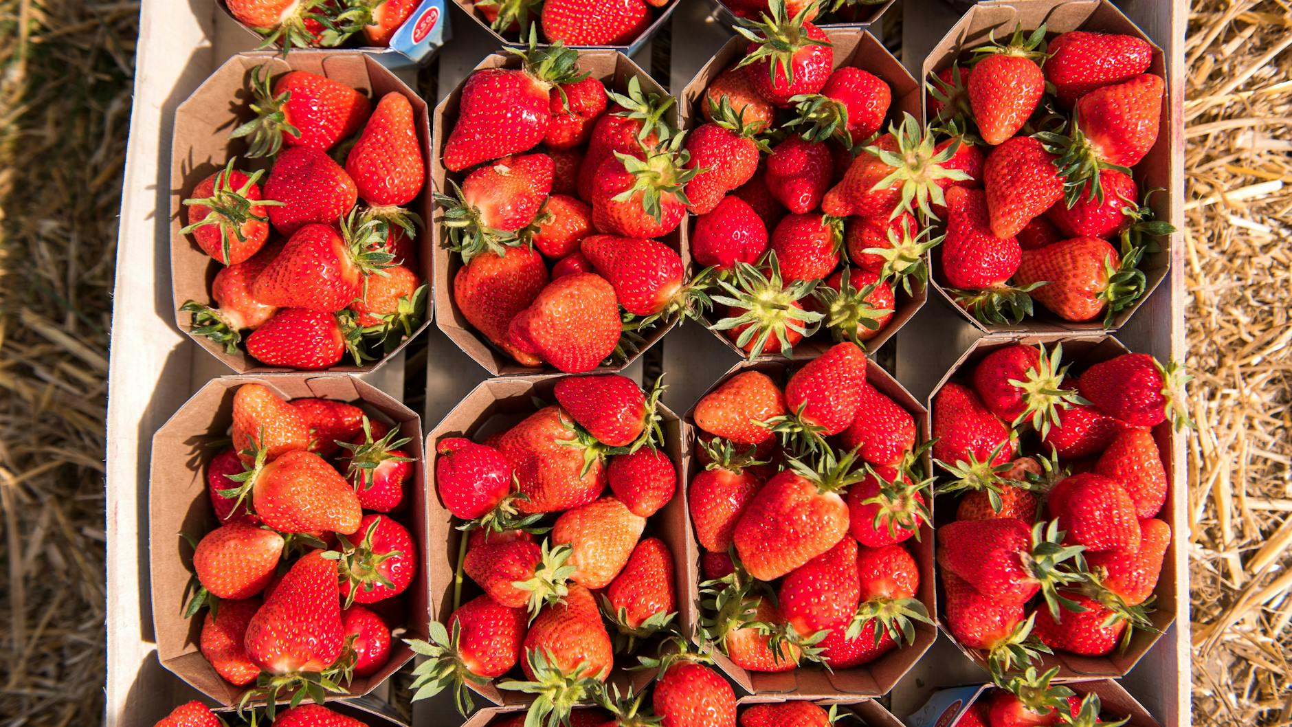 Die Erdbeer-Saison hat begonnen und die leckeren Früchte sind perfekt für tolle Erdbeer-Cupcakes.