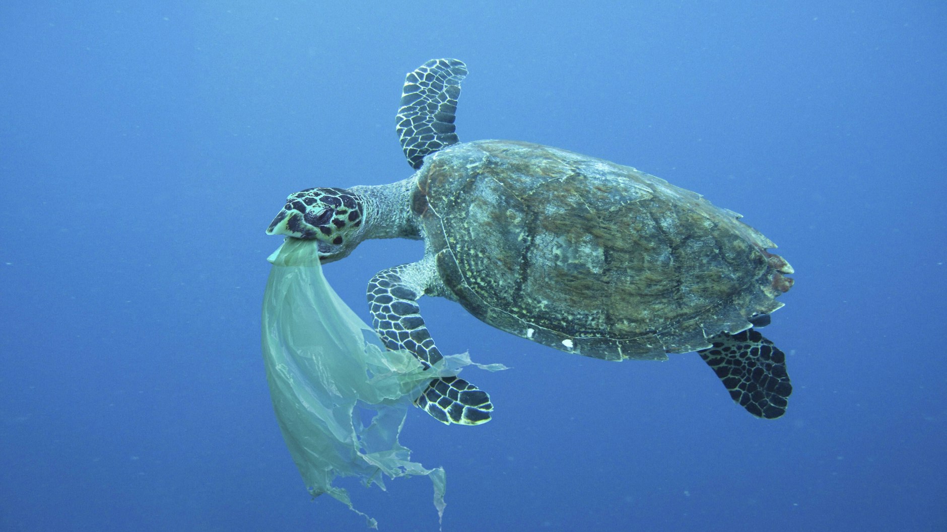 Immer wieder fressen Tiere Plastikmüll oder verfangen sich darin.