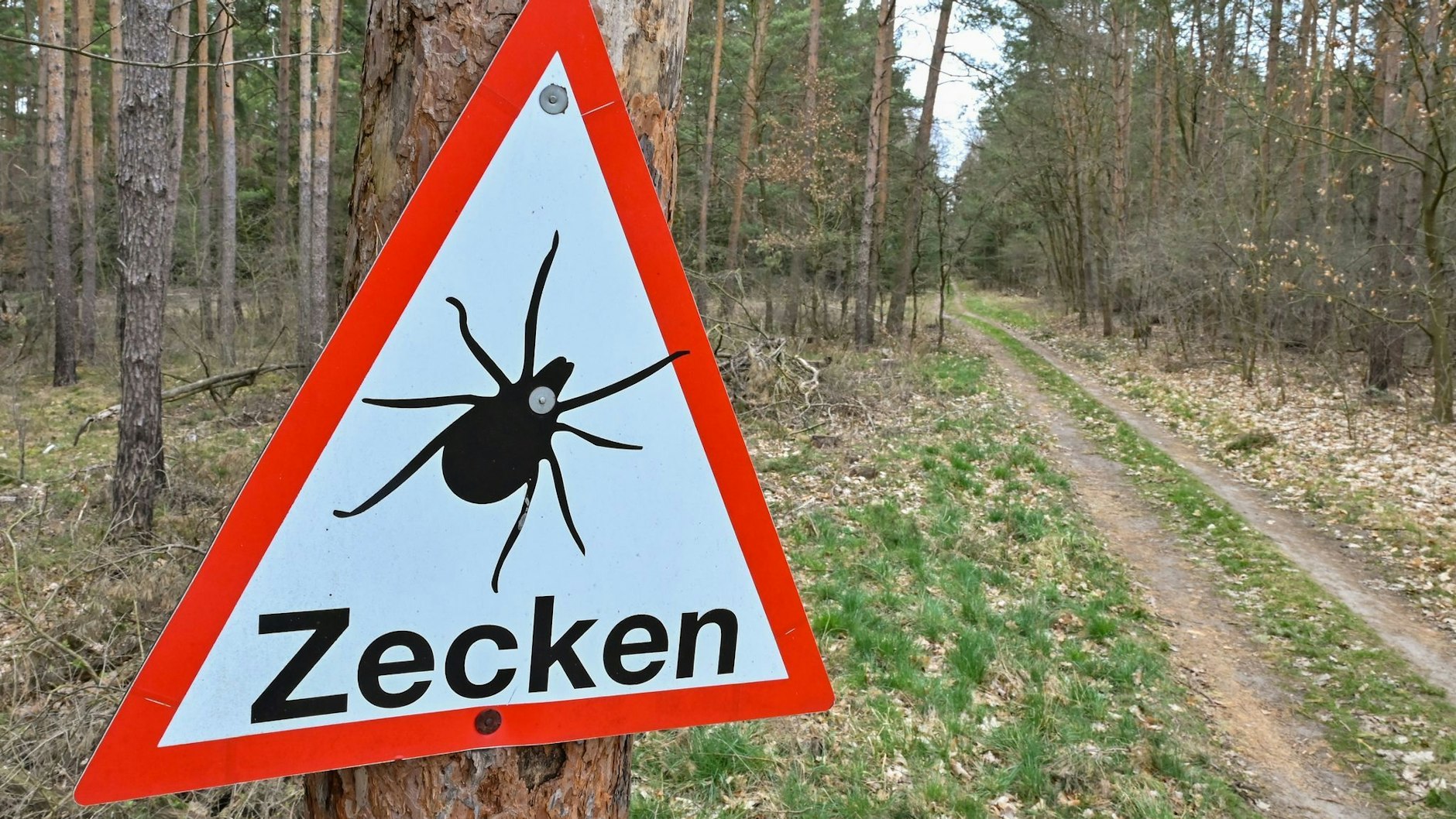 Ein Schild in einem Wald in Müllrose warnt vor Zecken.