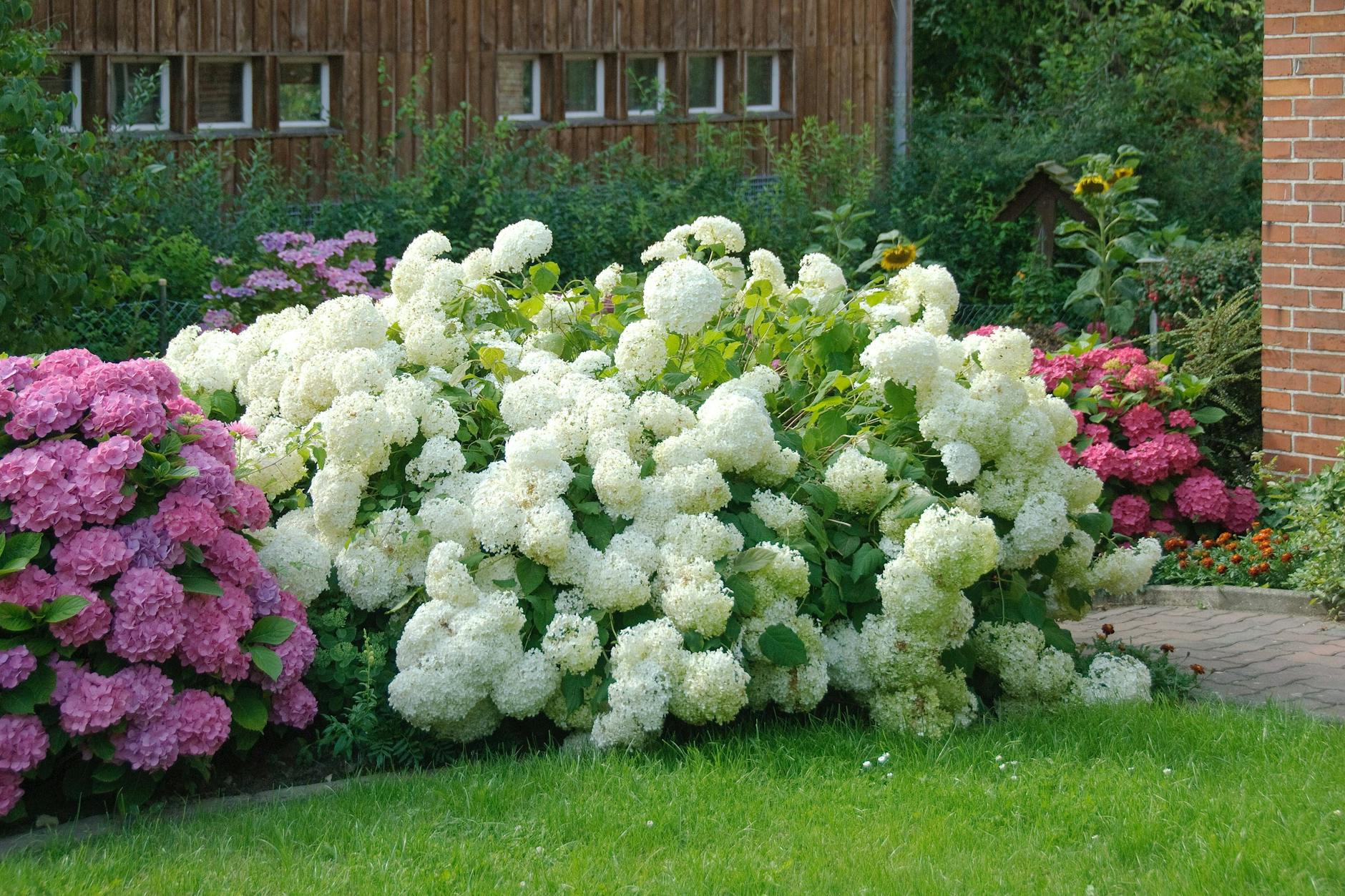 Hortensien bieten viel Blütenpracht für wenig Geld und sind perfekt für Hobby-Gärtner, die Geld sparen wollen.