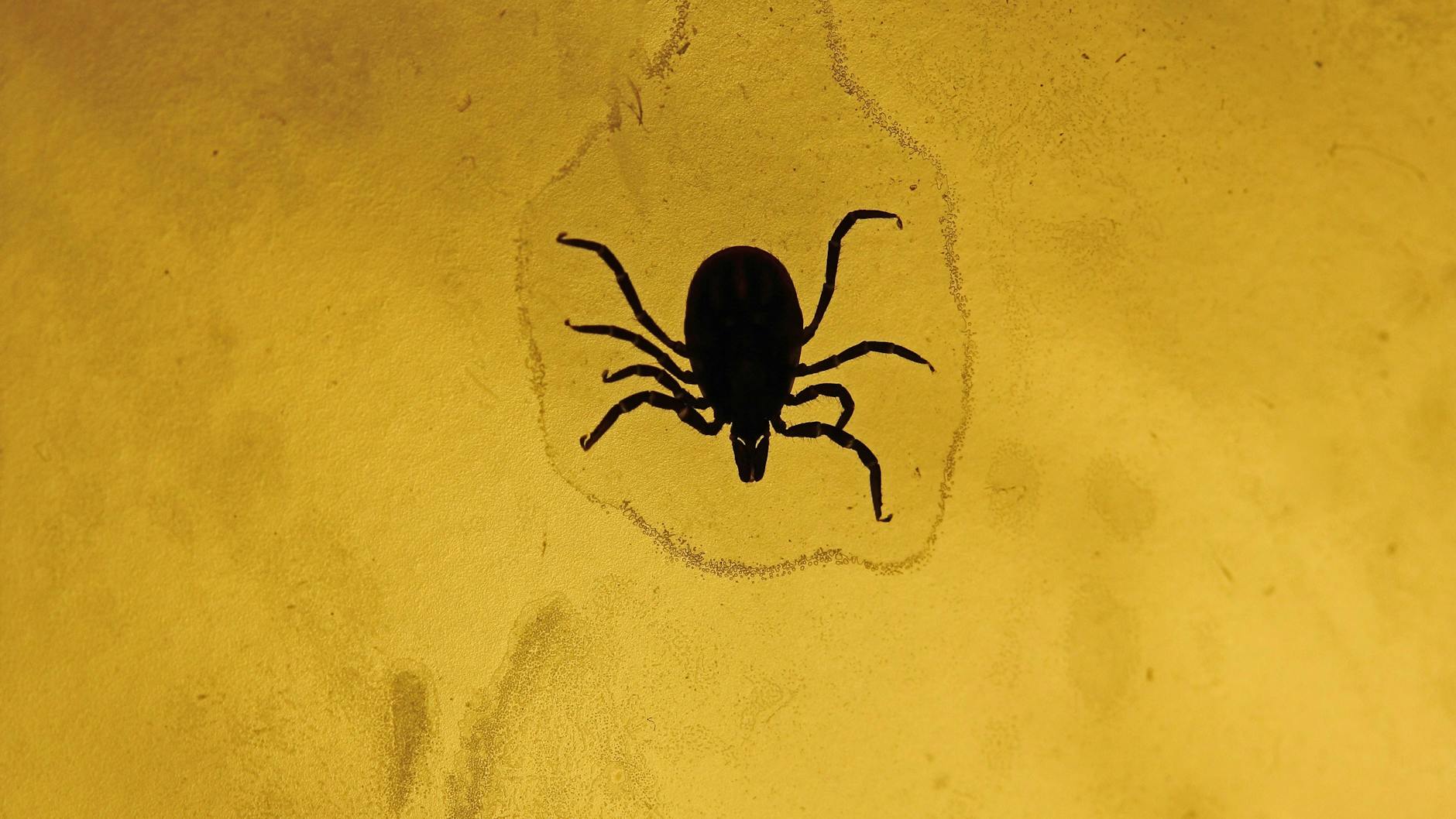 Drei Blutmahlzeiten in sechs Jahren: Eine solche Zecke kann FSME und Borreliose übertragen. Das Risiko in Berlin steigt.