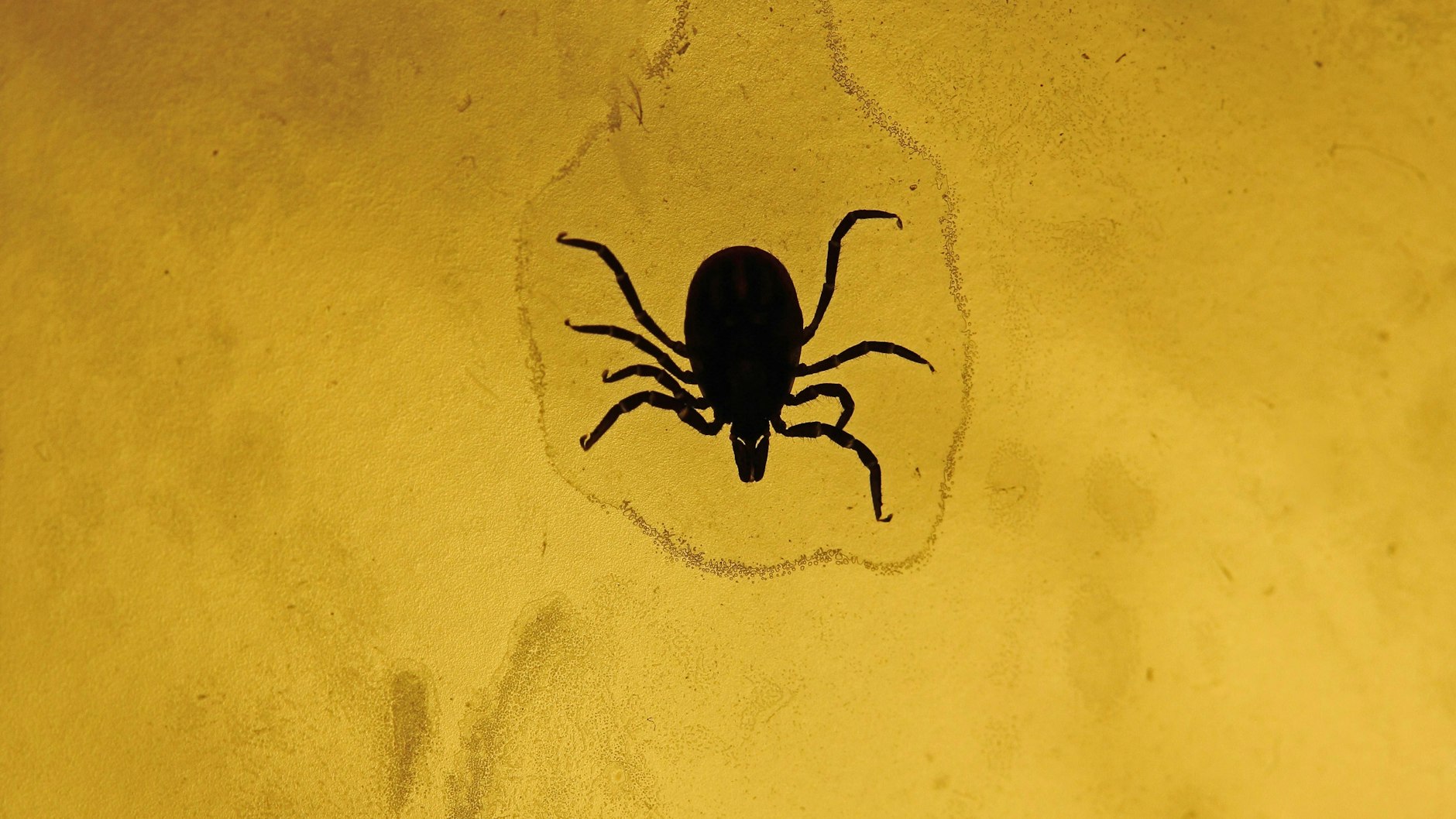 Drei Blutmahlzeiten in sechs Jahren: Eine solche Zecke kann FSME und Borreliose übertragen. Das Risiko in Berlin steigt.