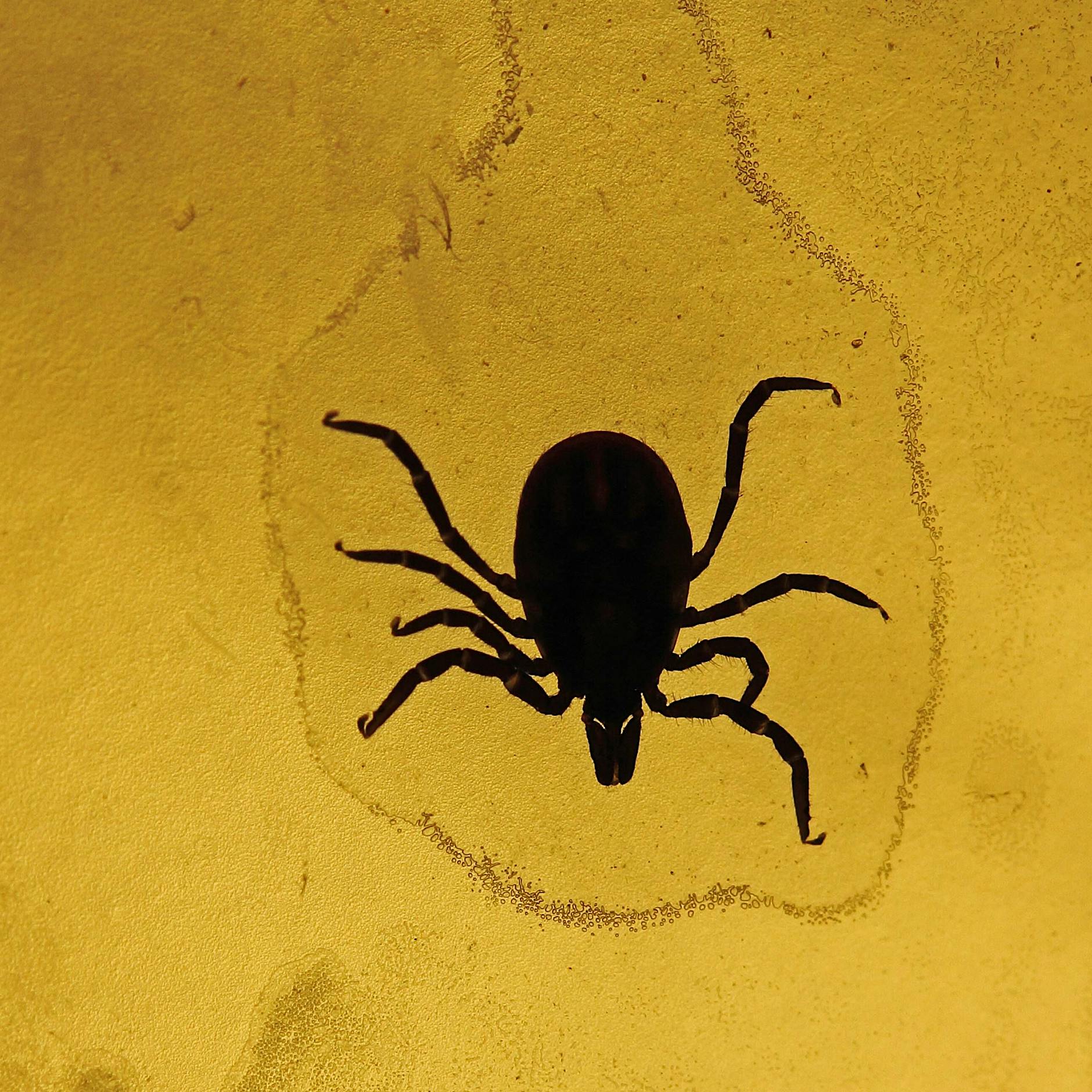 An Grenze zu Risikogebiet: Wie groß ist die Gefahr durch Zecken in Berlin?