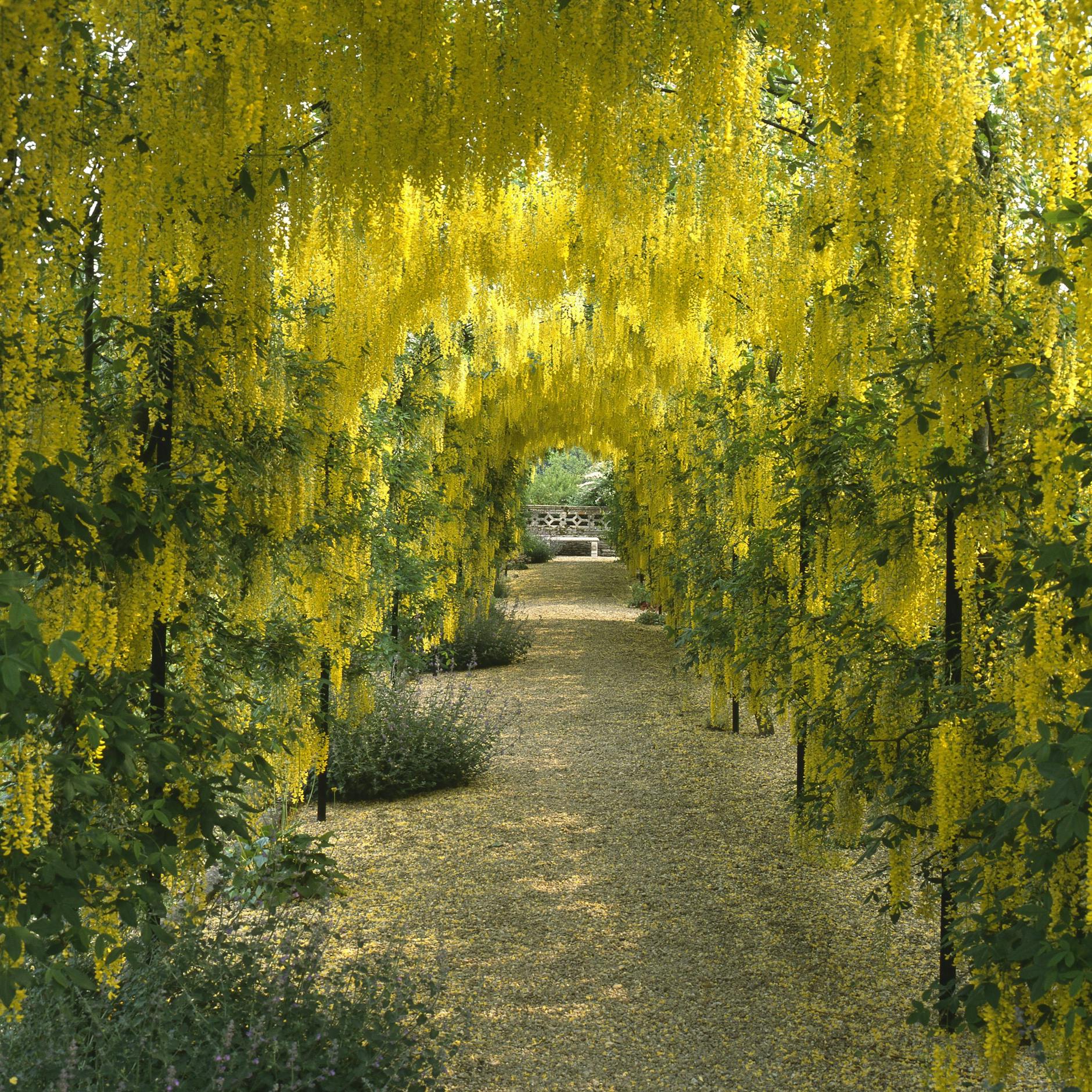 Auch den Goldregen mag unser Kolumnist besonders.