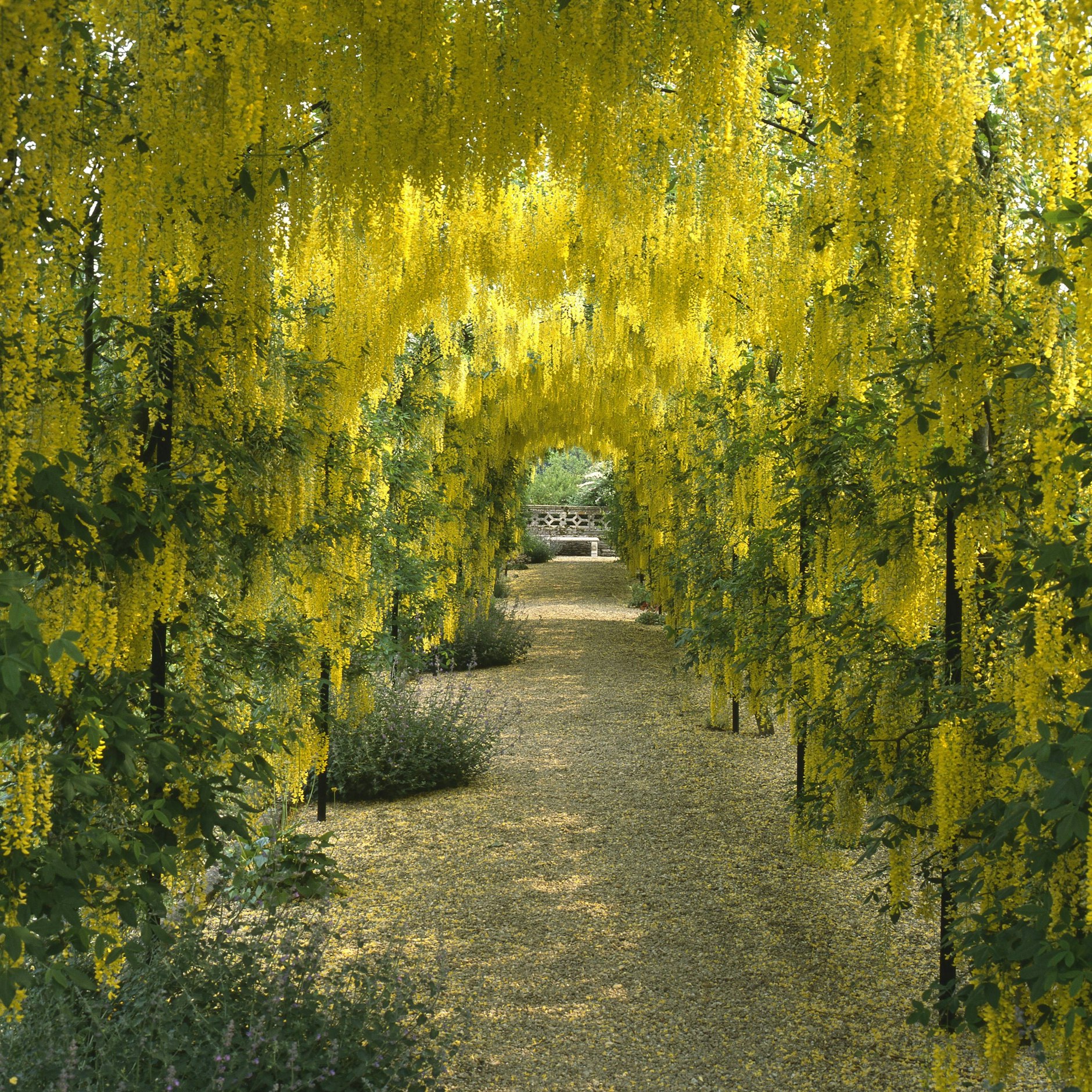 Auch den Goldregen mag unser Kolumnist besonders.