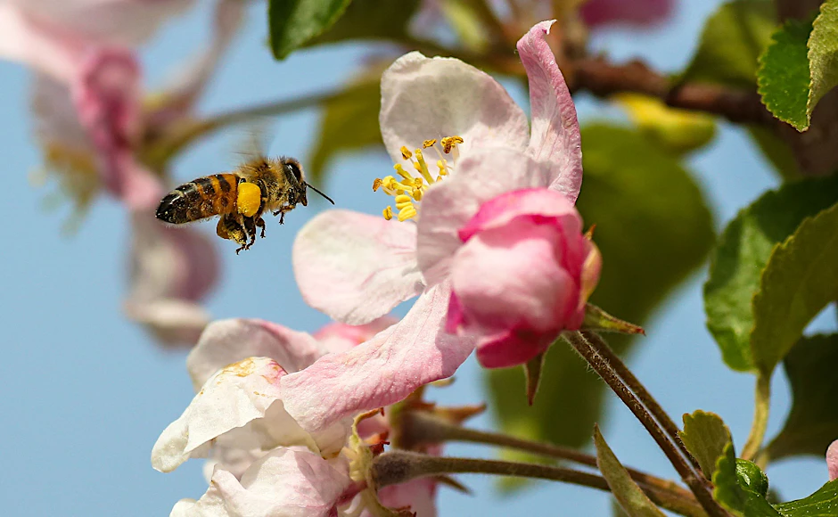 Ohne Bienen kein Obst: Die Nutztiere bestäuben die Blüten, damit dann wie hier bald Äpfel wachsen.