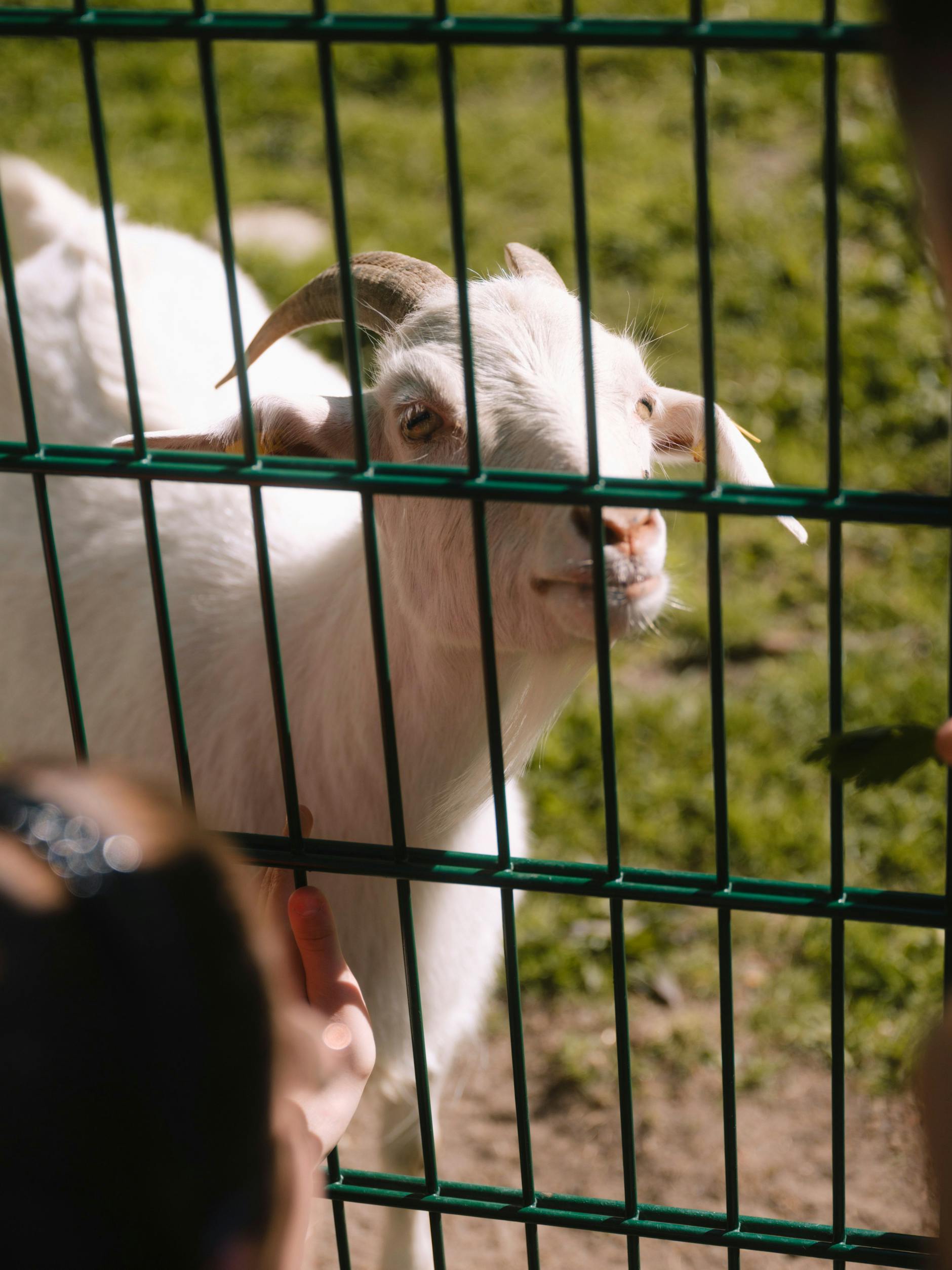Der Tierpark Neukölln: Wer noch nie ein Zicklein gestreichelt hat, ist hier an der richtigen Adresse.