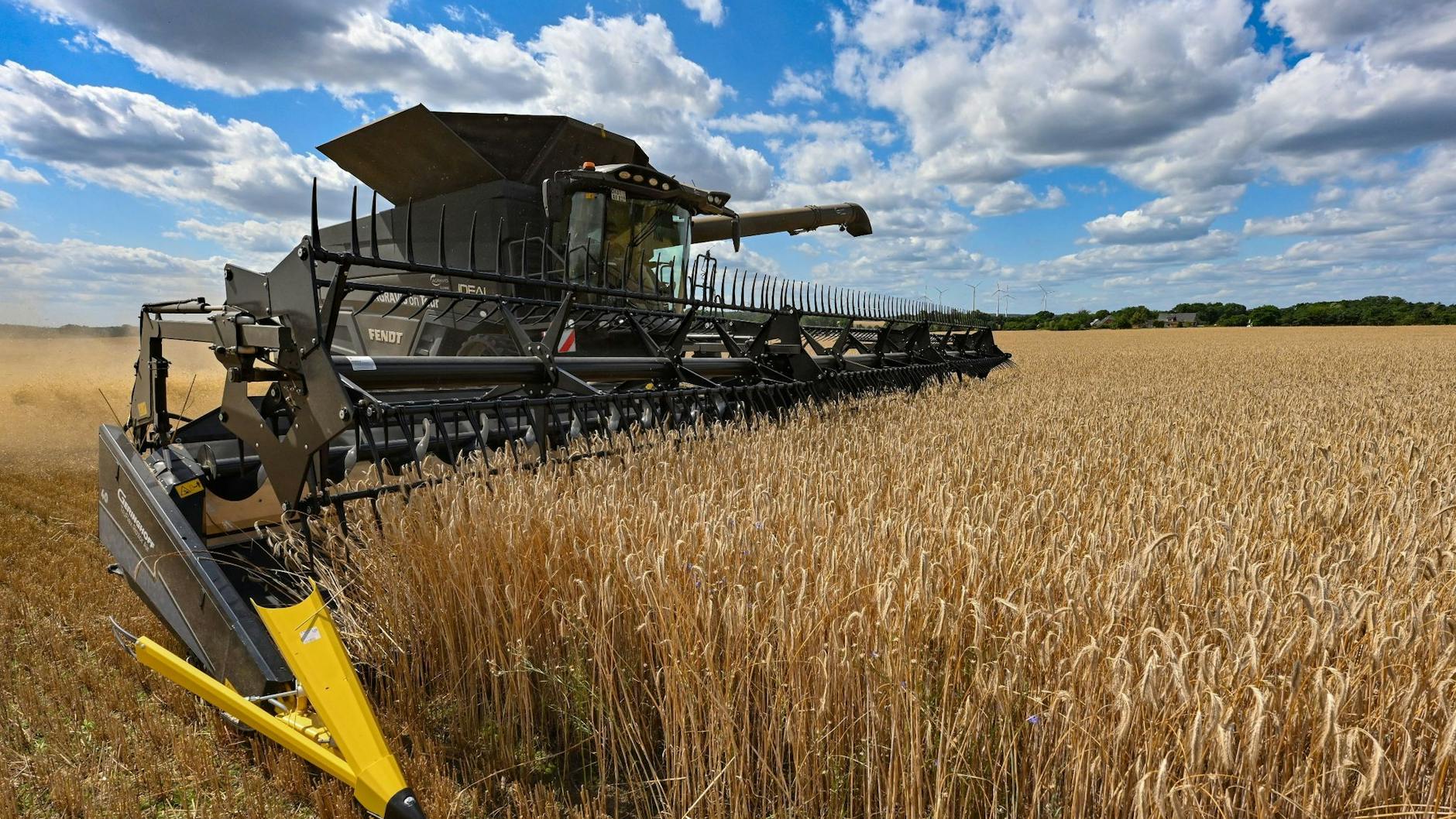 Ein Mähdrescher bearbeitet Roggen auf einem Feld in Brandenburg.