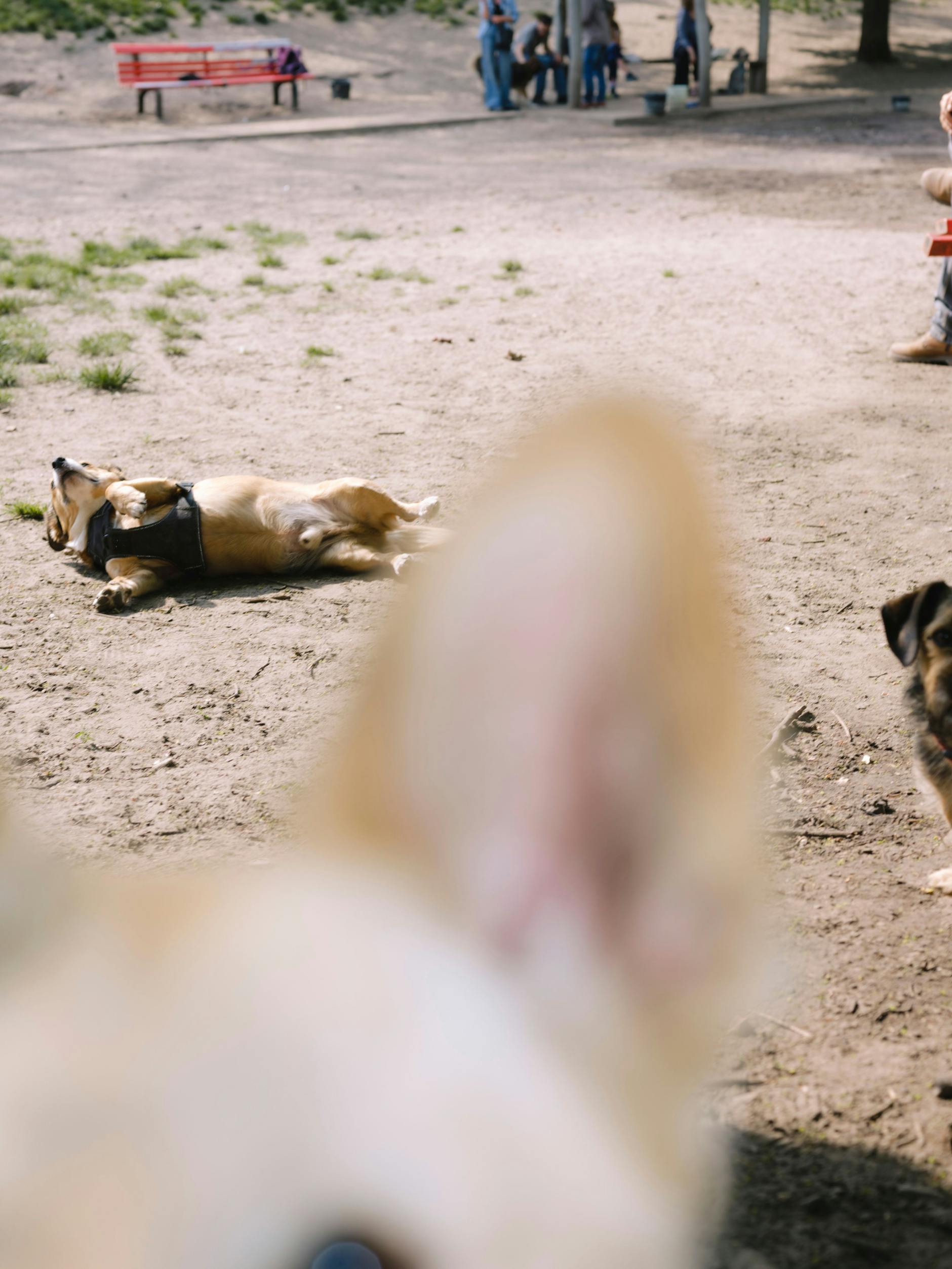 Wau! Die Hundewiese in der unteren Hälfte des Parks am Ende der Senke ist ein beliebter Treff für Vierbeiner.