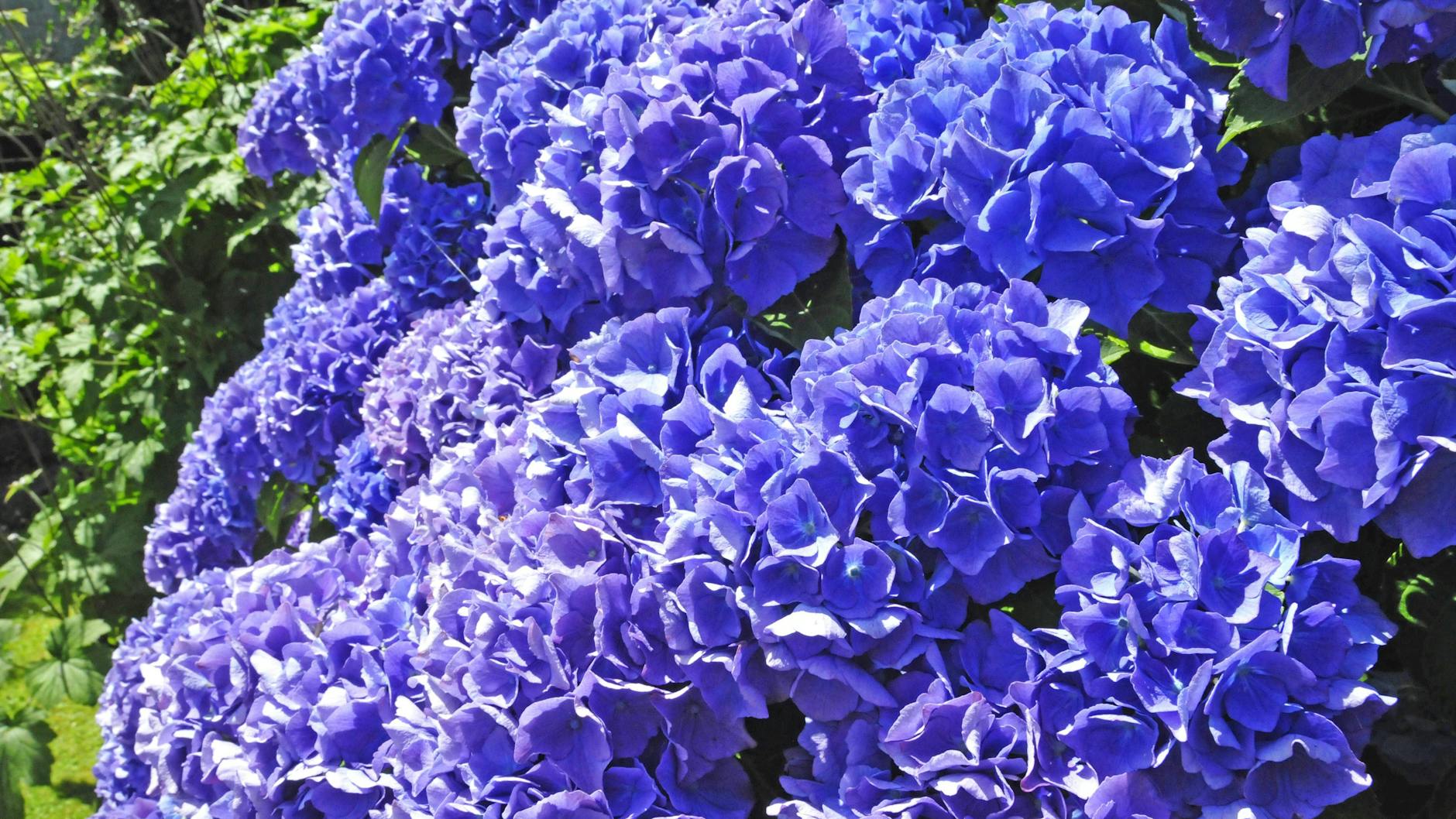 Hortensien kann man mit ein paar einfachen Tipps zu einer prächtigen Blüte verhelfen.