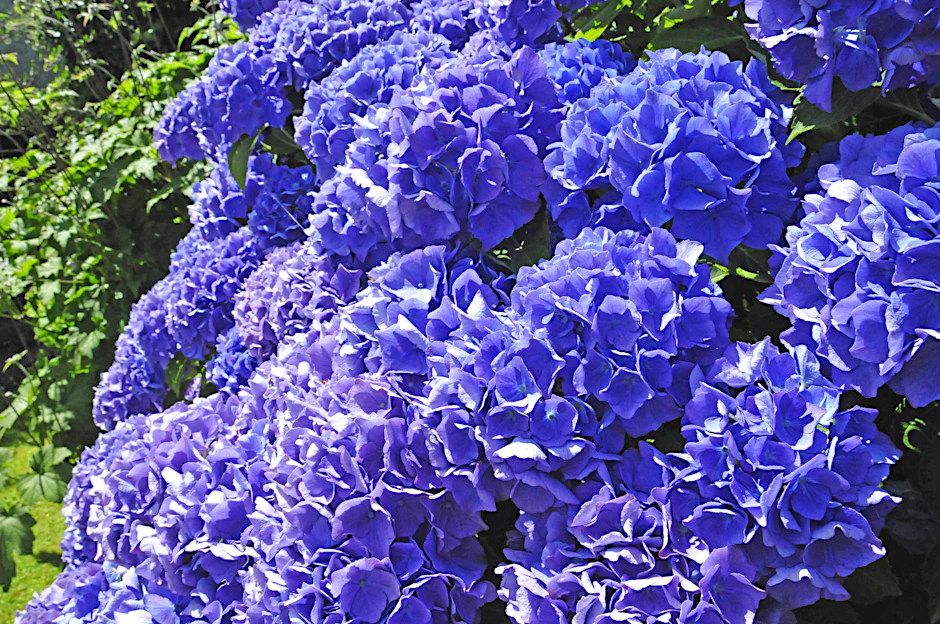 Hortensien brauchen viel Wasser und einen sauren Boden.