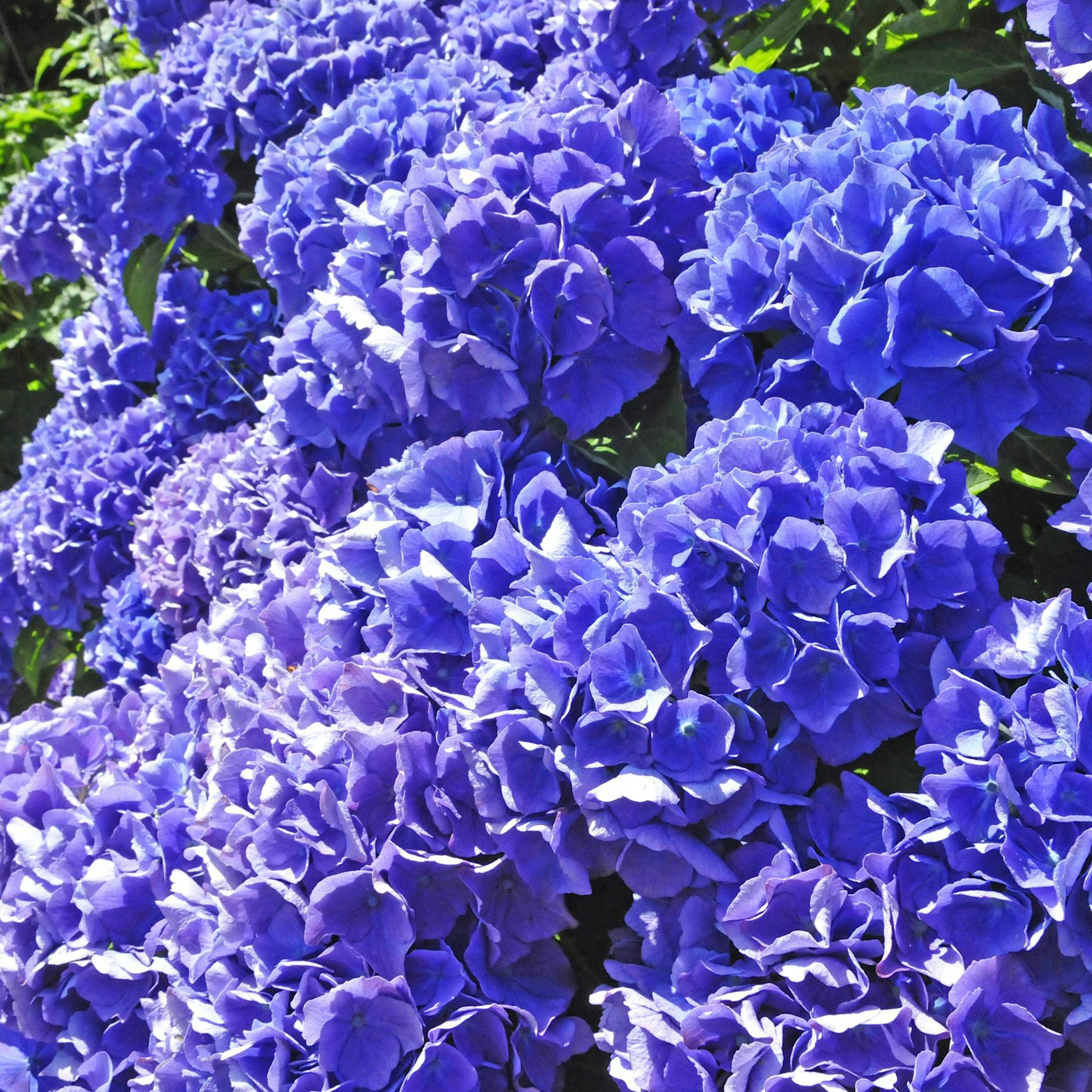 Hortensien gießen und pflegen: Dieses simple Hausmittel sorgt für eine prächtige Blüte