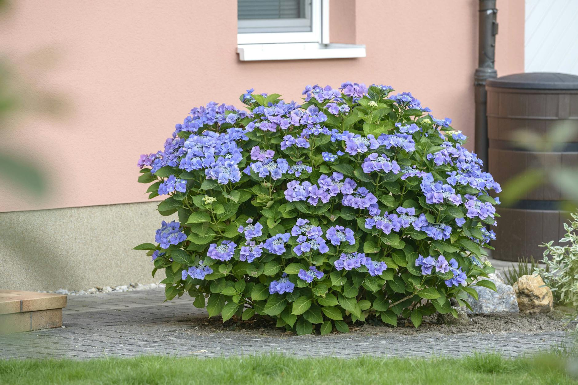 Hortensien brauchen viel Wasser und einen sauren Boden.