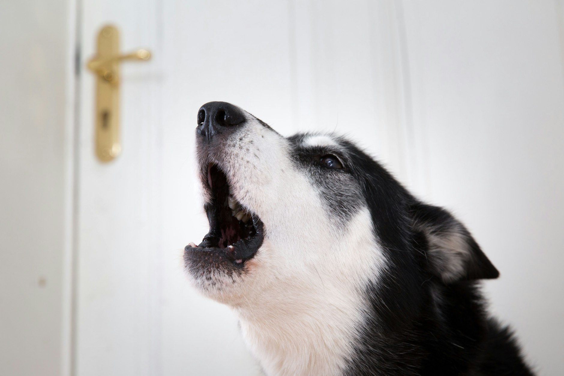 In einer US-Stadt drohen jetzt Geldstrafen, wenn ein Hund mehr als 15 Minuten am Stück bellt.