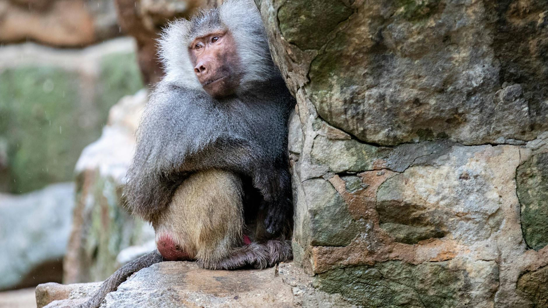 Ein Makake. Tiere wie Affen können den Affenpocken-Virus auf Menschen übertragen