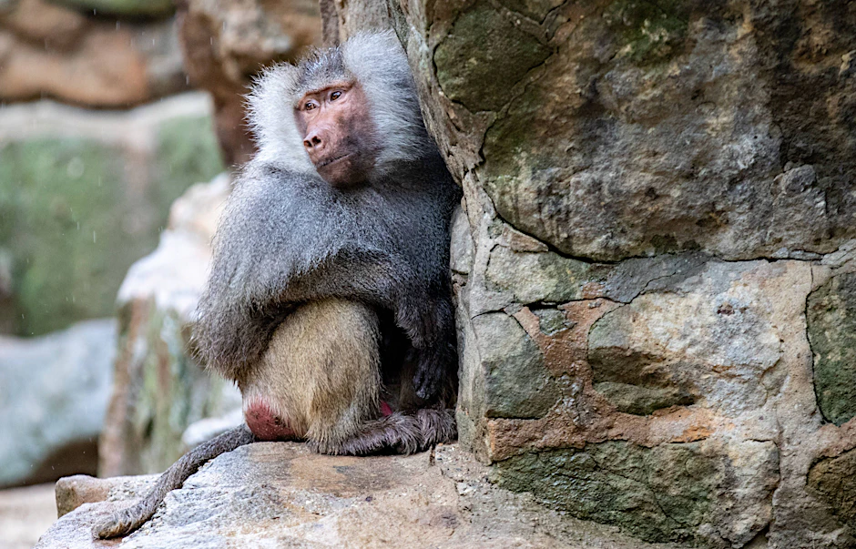 Ein Makake. Tiere wie Affen können den Affenpocken-Virus auf Menschen übertragen