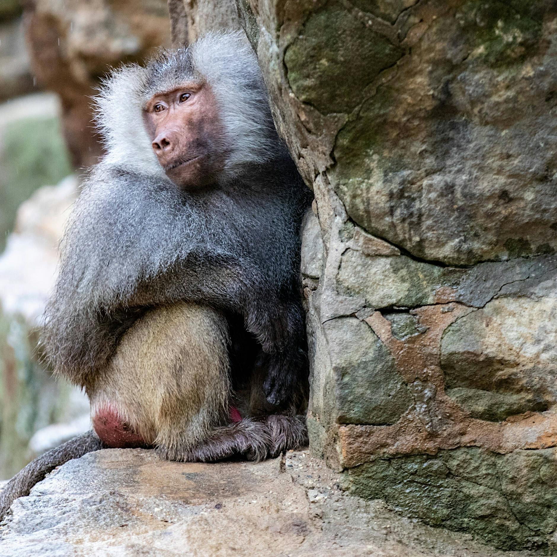 Affenpocken: Zwei weitere Fälle in Großbritannien bestätigt