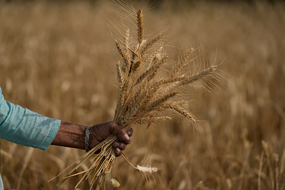 Indien: Eine Frau erntet Weizen am Rande von Jammu.