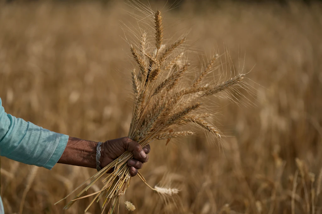 Indien verbietet Weizenexporte
