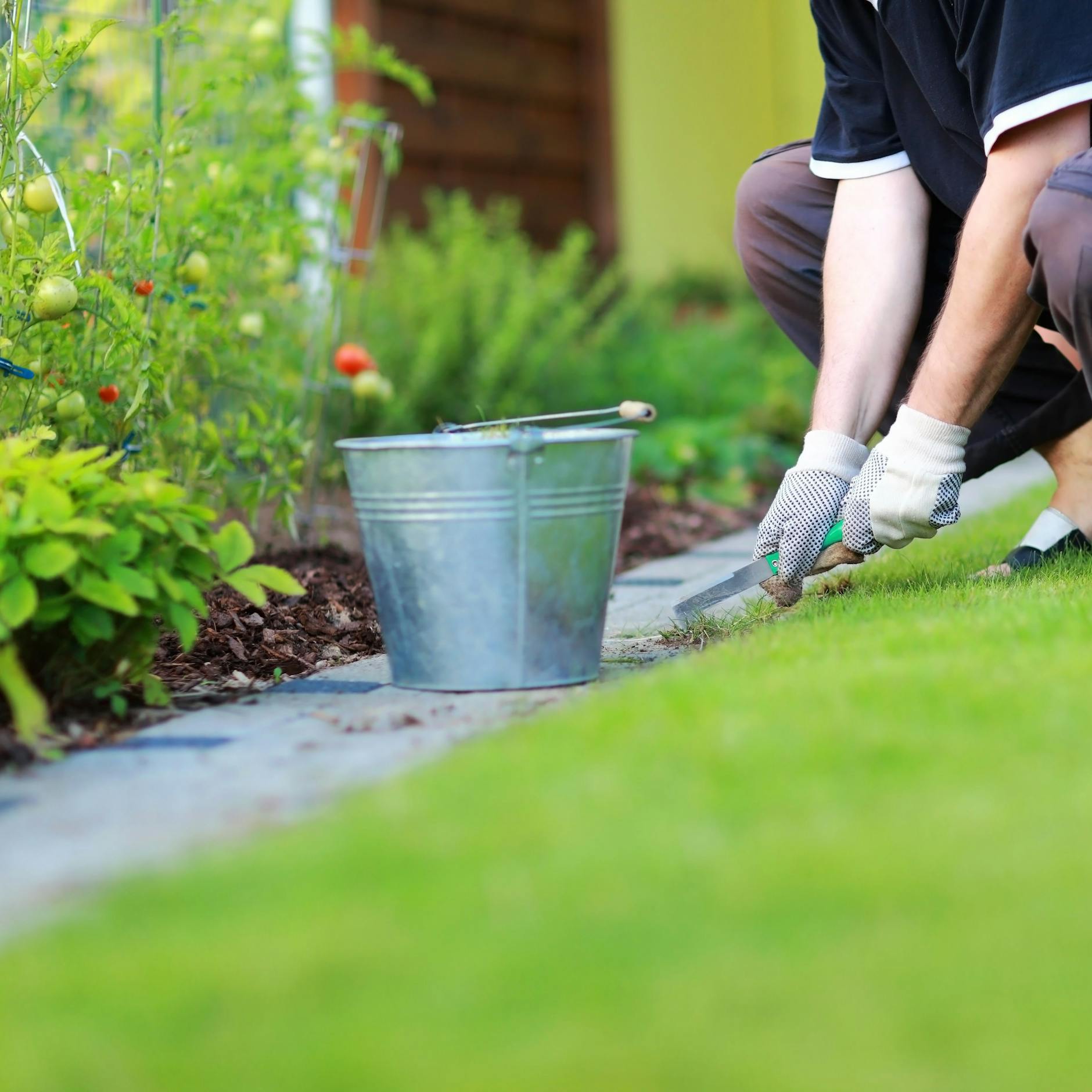 Mit dem Fugenkratzer lässt sich gezielt die Pflanze samt Wurzeln aus dem Boden holen.