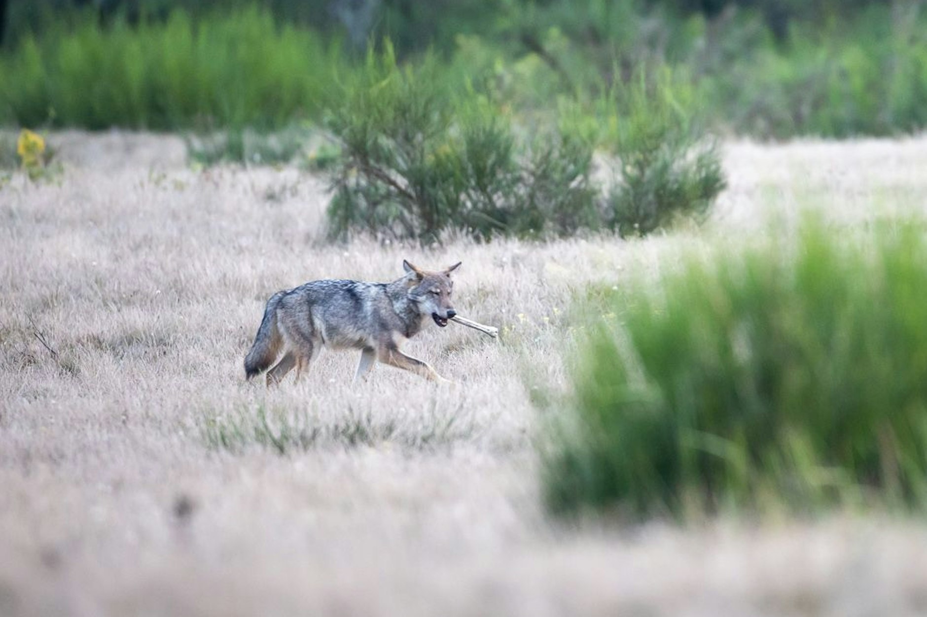 Vier Wolfswelpen tummeln sich der Kernzone der Döberitzer Heide, einer trägt einen Knochen im Maul. In der Döberitzer Heide hat sich ein Rudel Wölfe angesiedelt.