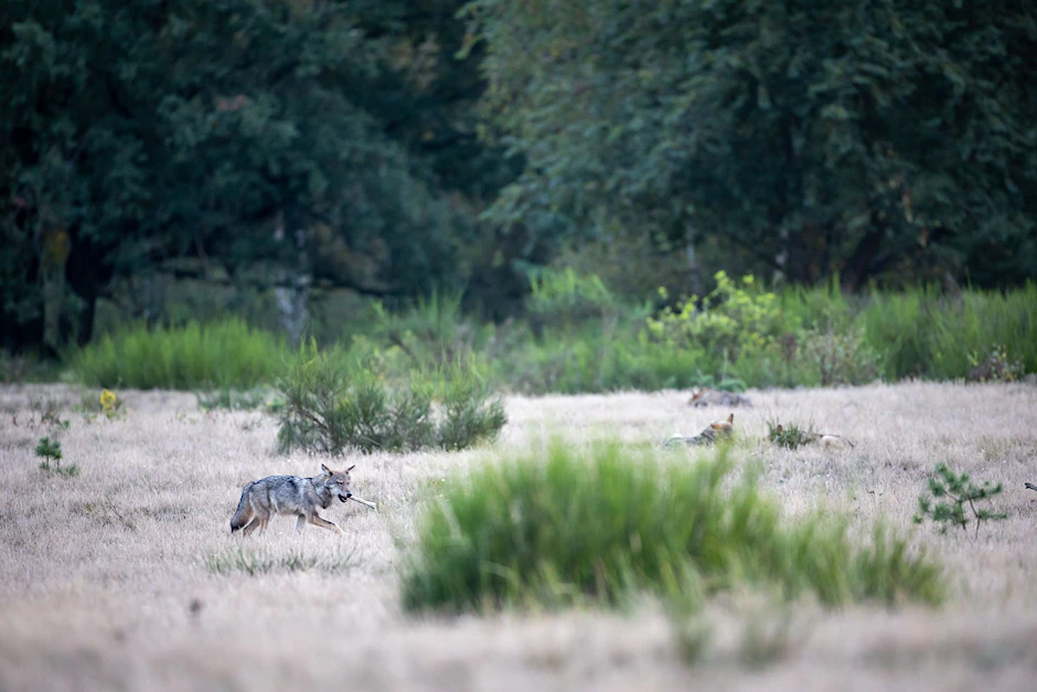 Vier Wolfswelpen tummeln sich der Kernzone der Döberitzer Heide, einer trägt einen Knochen im Maul. In der Döberitzer Heide hat sich ein Rudel Wölfe angesiedelt.