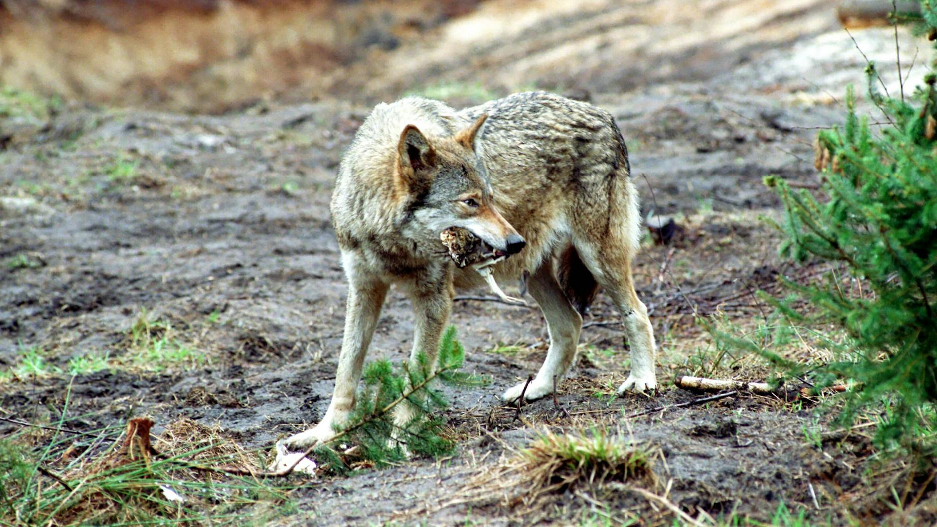 Wölfe zählen in Europa zu den streng geschützten Arten. Einige Tiere des Rudels vor Berlin wurden überfahren.
