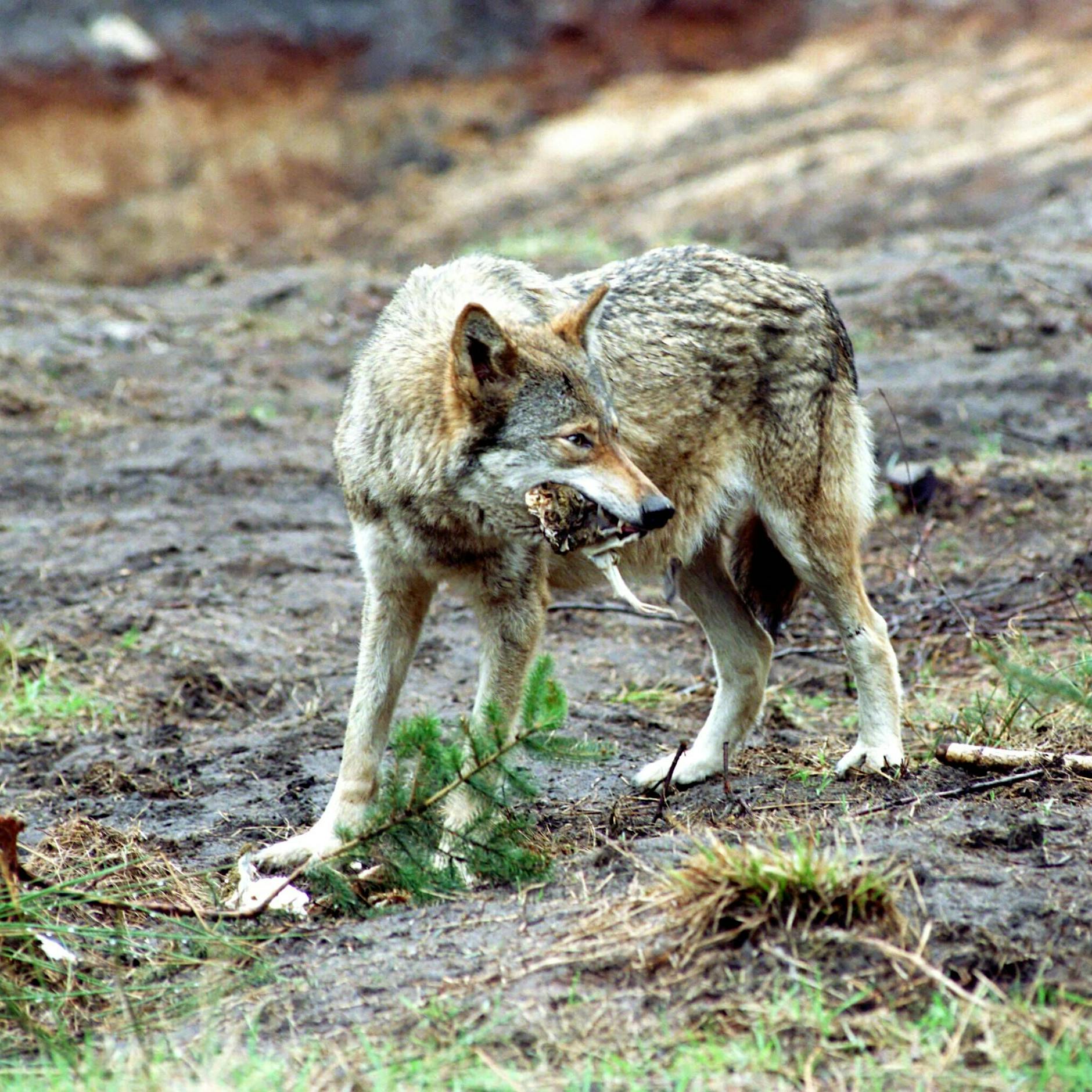 Wolf beißt Jungen (8) in die Brust – Krankenhaus