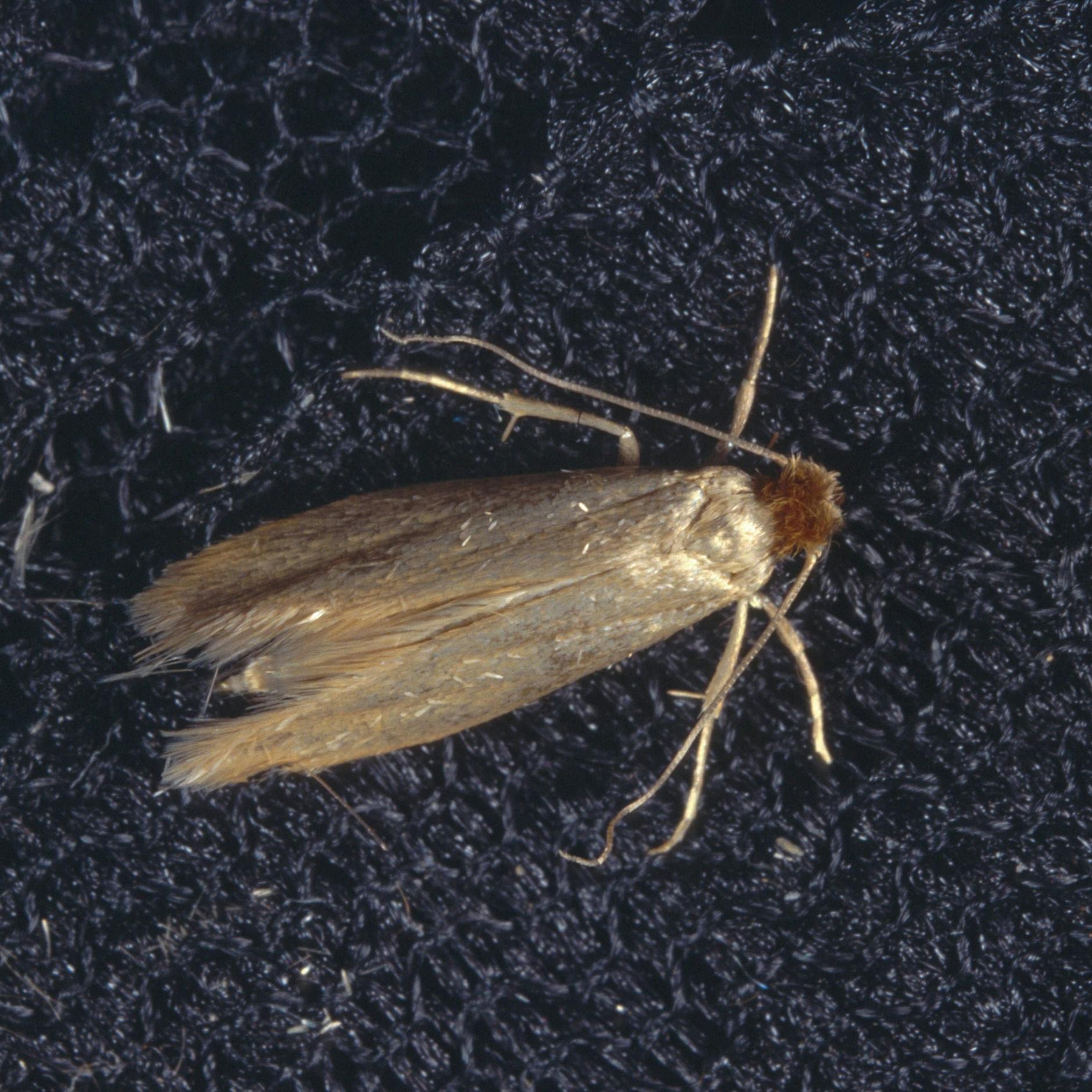 Motten sind gefürchtete Schrankbewohner.