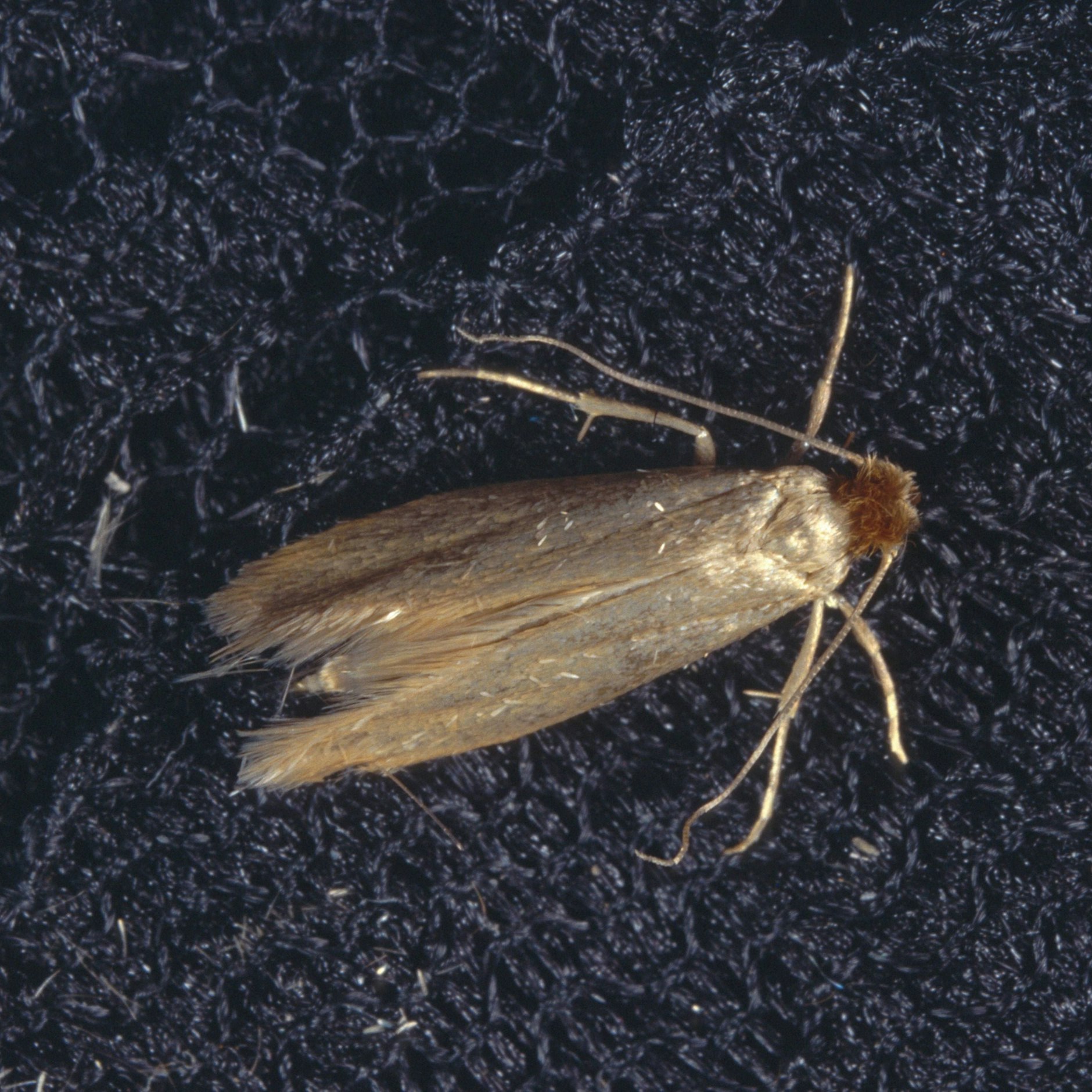 Motten sind gefürchtete Schrankbewohner.