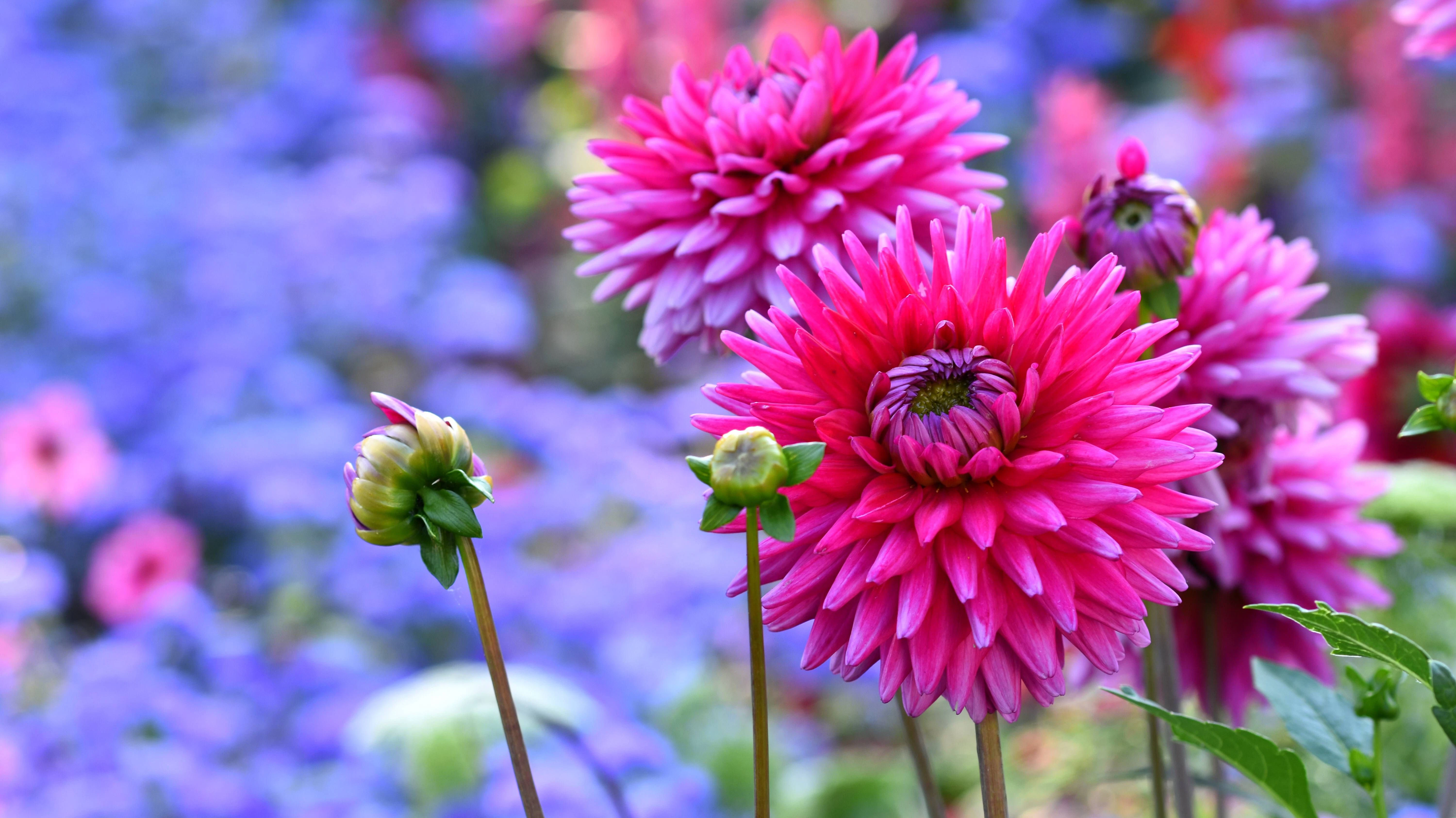 Dahlien gibt es in unzähligen Farben.