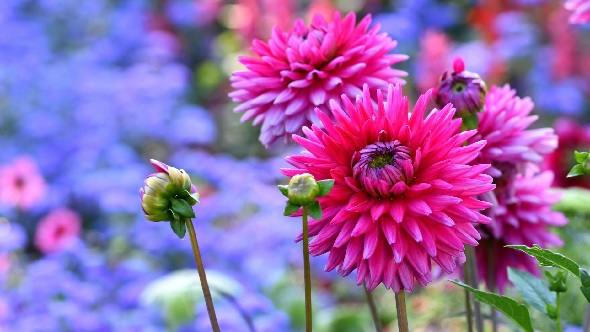 Dahlien gibt es in unzähligen Farben.