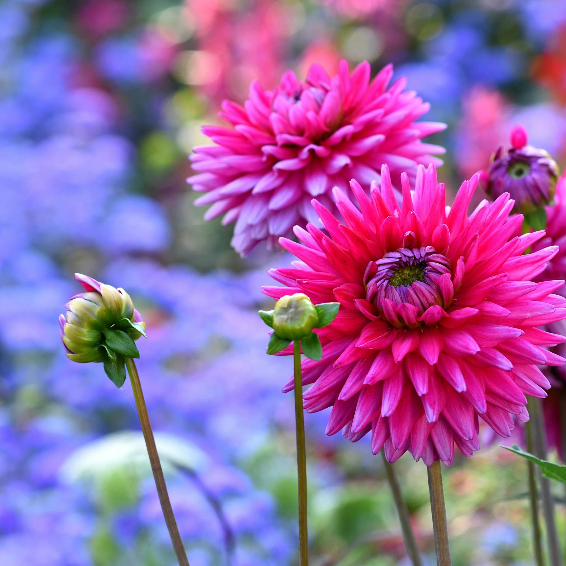 Dahlien pflanzen, gießen, pflegen: Tipps für mehr Blütenmeer im Garten oder auf dem Balkon