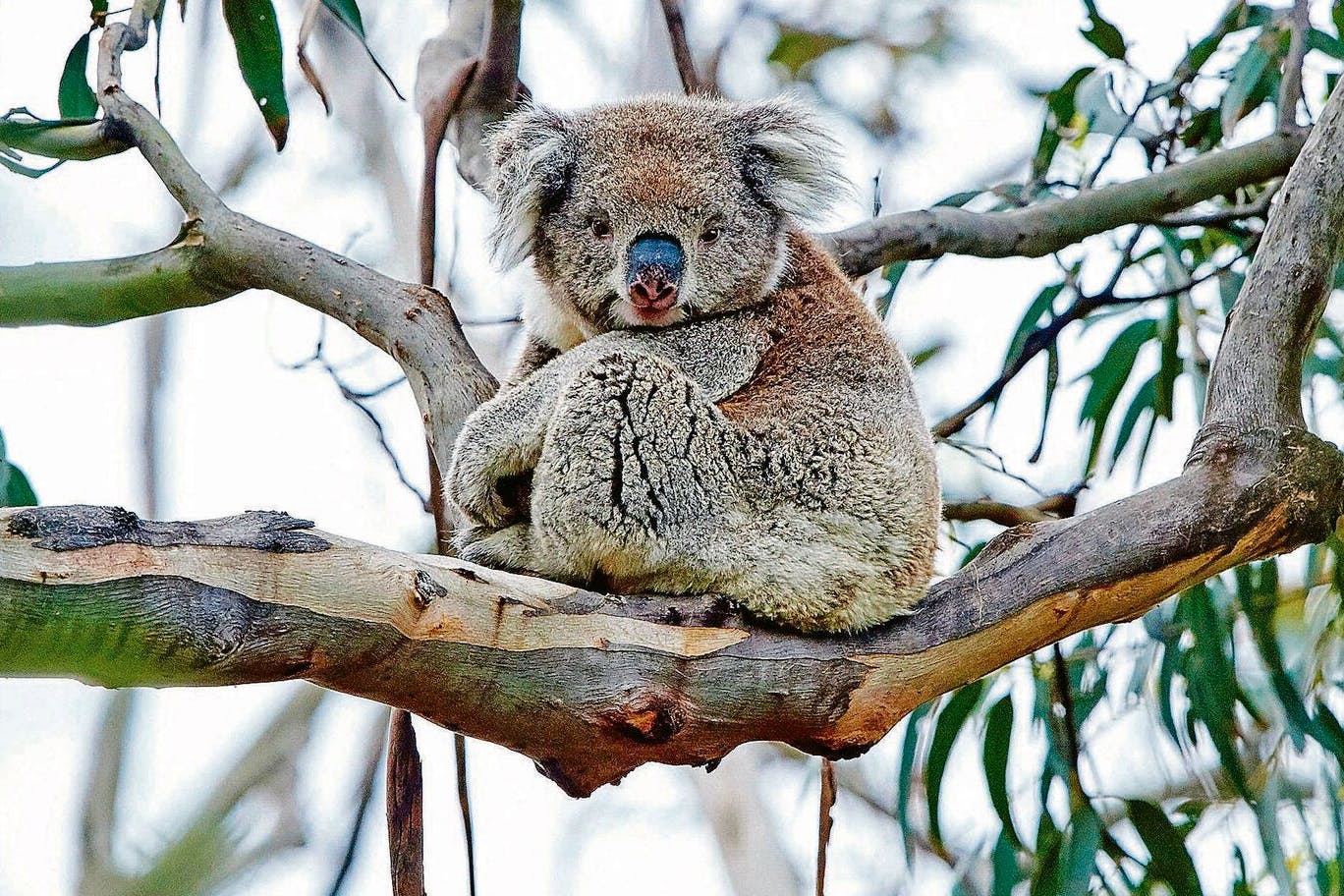 Auch die Koalas sind eine gefährdete Art. Ihr Lebensraum wird zerstört und unzählige Tiere sterben in verheerenden australischen Buschfeuern.
