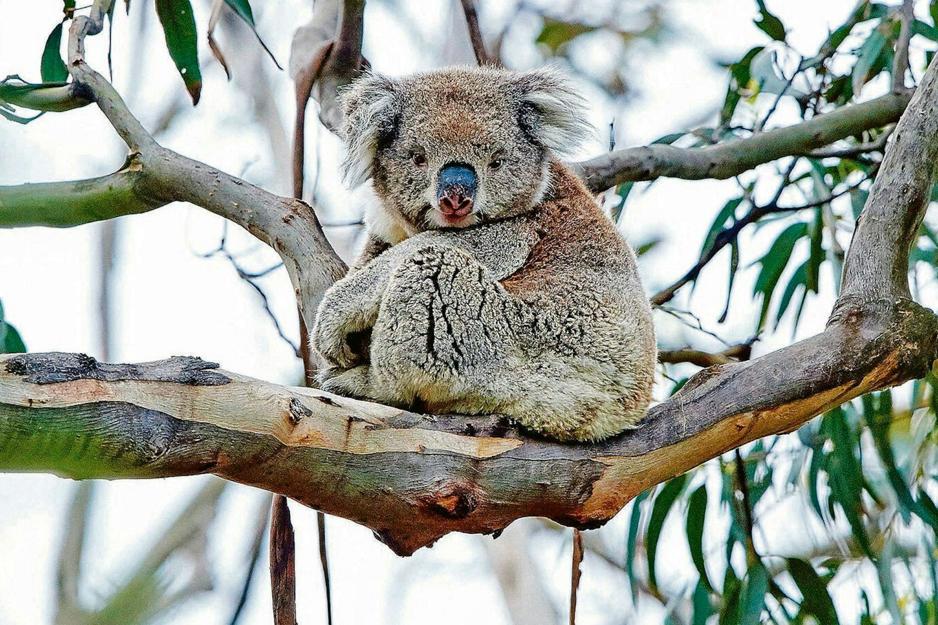 Auch die Koalas sind eine gefährdete Art. Ihr Lebensraum wird zerstört und unzählige Tiere sterben in verheerenden australischen Buschfeuern.