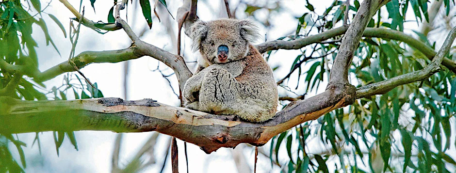 Auch die Koalas sind eine gefährdete Art. Ihr Lebensraum wird zerstört und unzählige Tiere sterben in verheerenden australischen Buschfeuern.