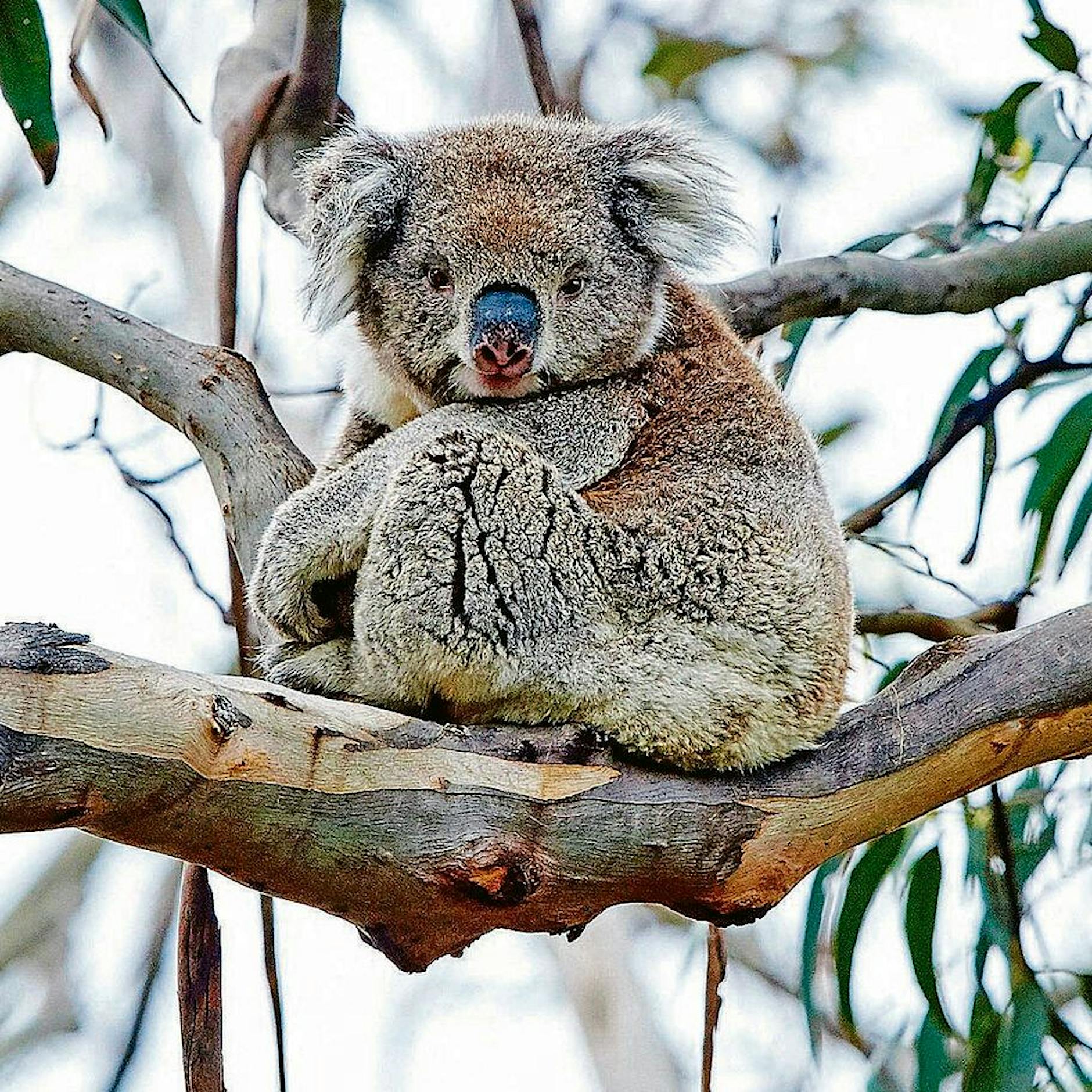 Appell aus Berlin: Endlich anfangen, die Arten der Welt zu retten!