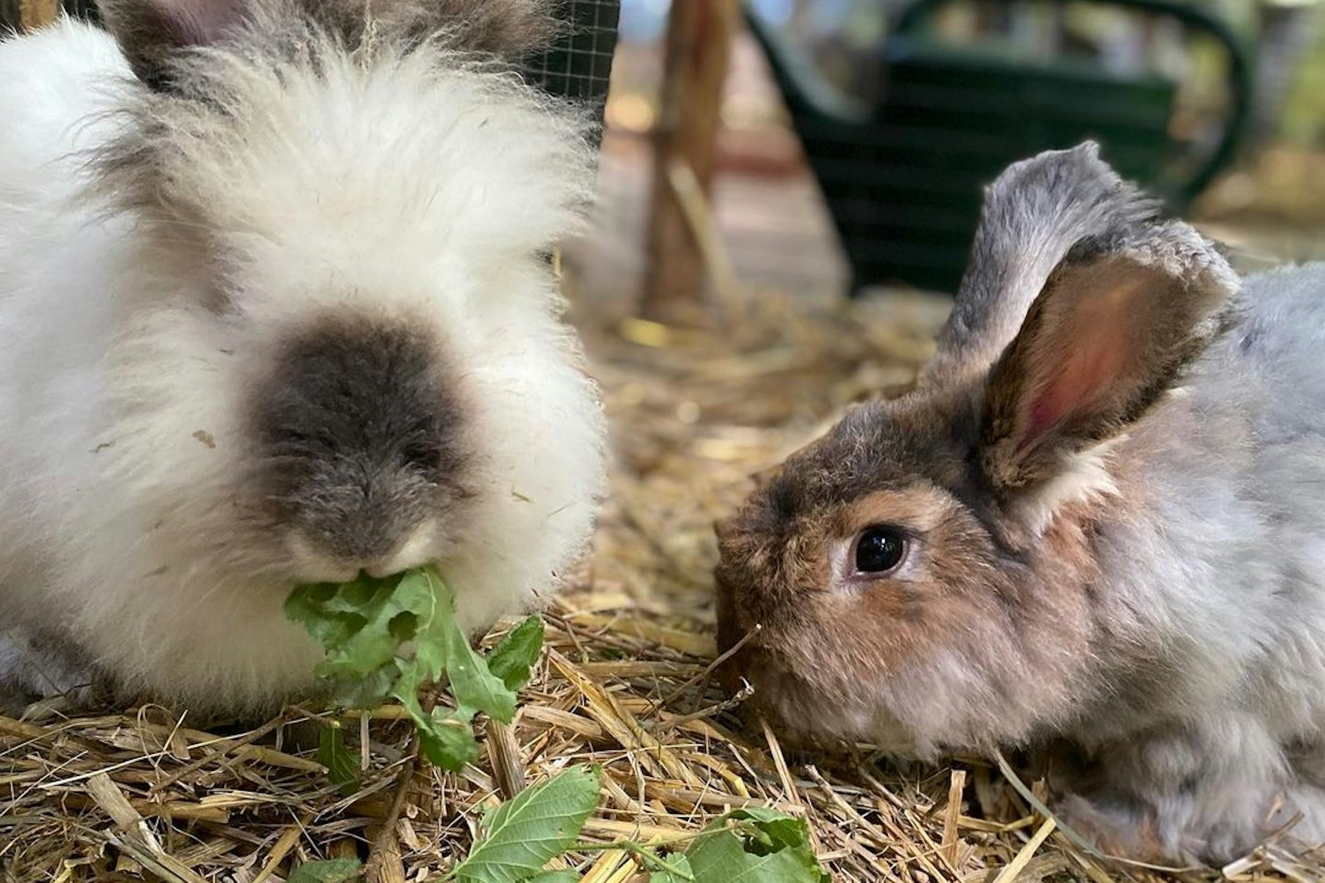 Die süßen Kaninchen wurden von ihrem verfilzten Fell befreit - inzwischen geht es ihnen im Tierheim wieder besser.