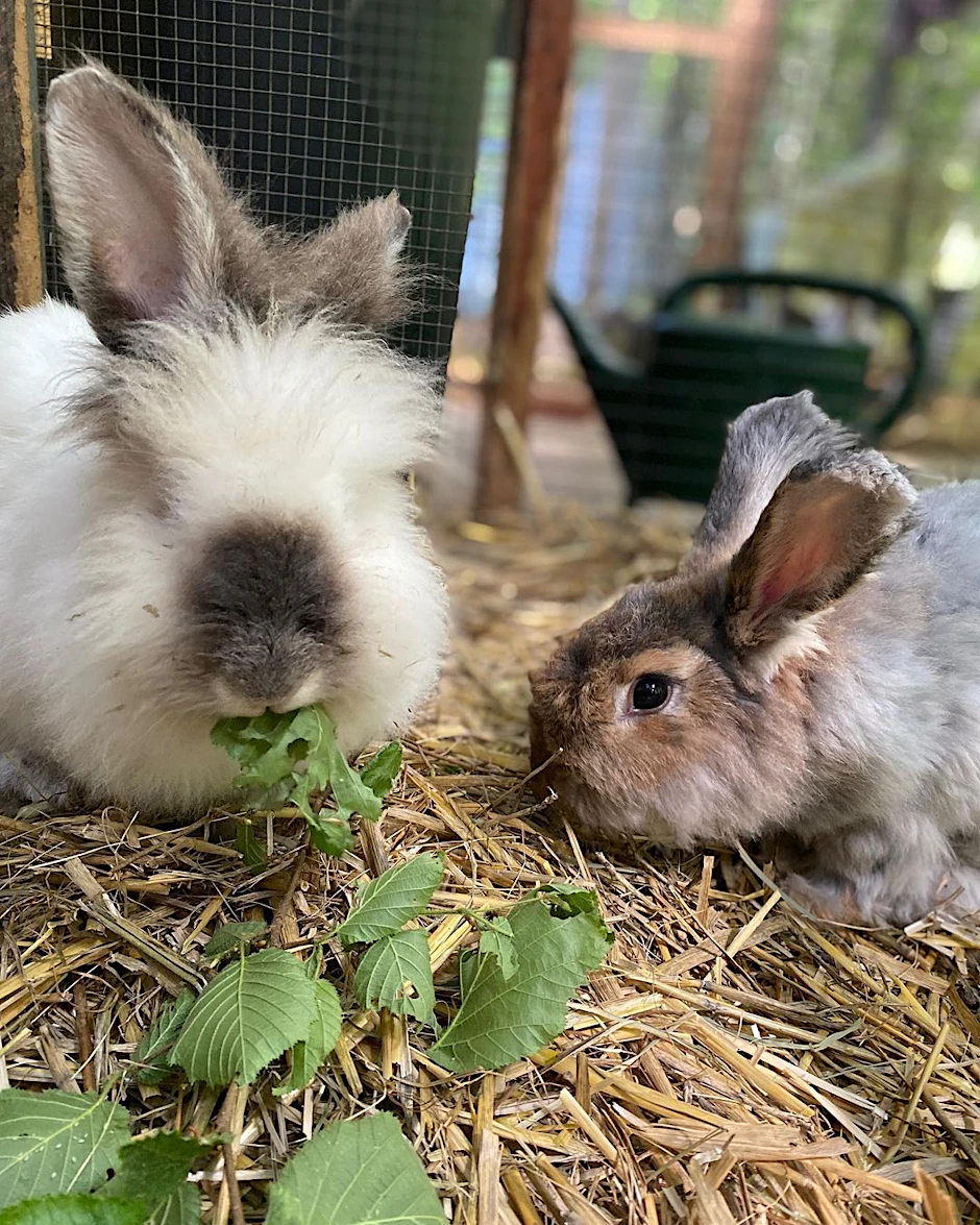 Die süßen Kaninchen wurden von ihrem verfilzten Fell befreit - inzwischen geht es ihnen im Tierheim wieder besser.
