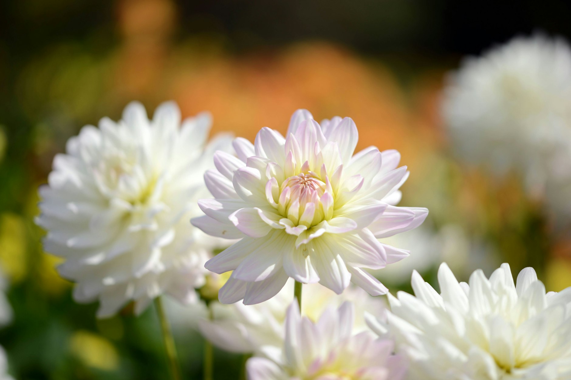 Wer seine Dahlien richtig pflegt und gießt, genießt den ganzen Sommer über ein üppiges Blütenmeer.