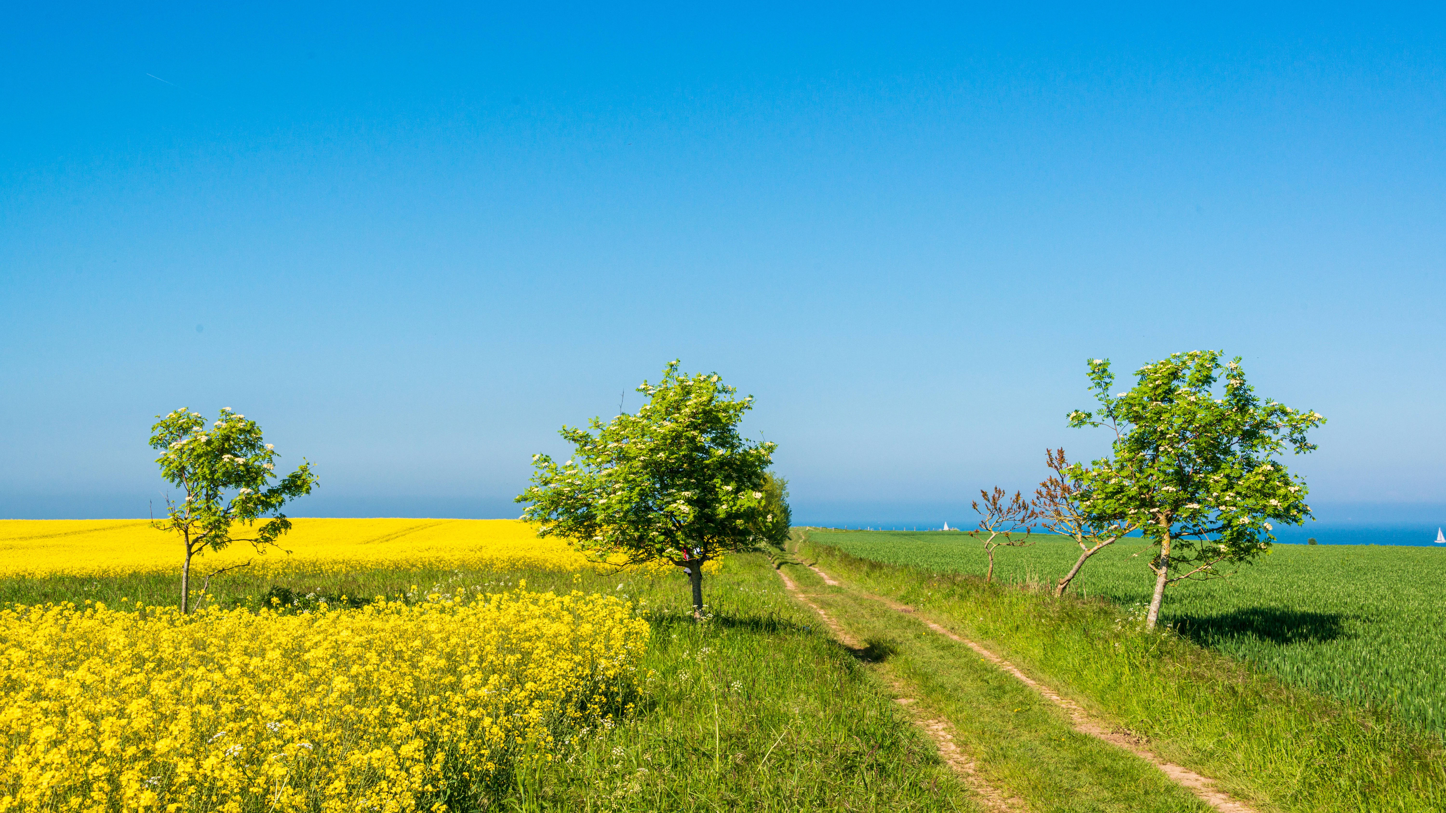 Diese Idylle verlockt zu einem Spaziergang. Aber nicht für Allergiker. Denn hier treffen zwei Arten von Pollen aufeinander: Raps- und Gräserpollen.