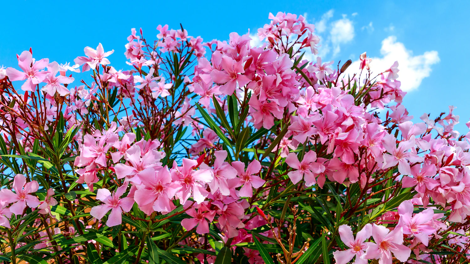 Oleander gieen und pflegen: Einfache Hausmittel als perfekter Dnger