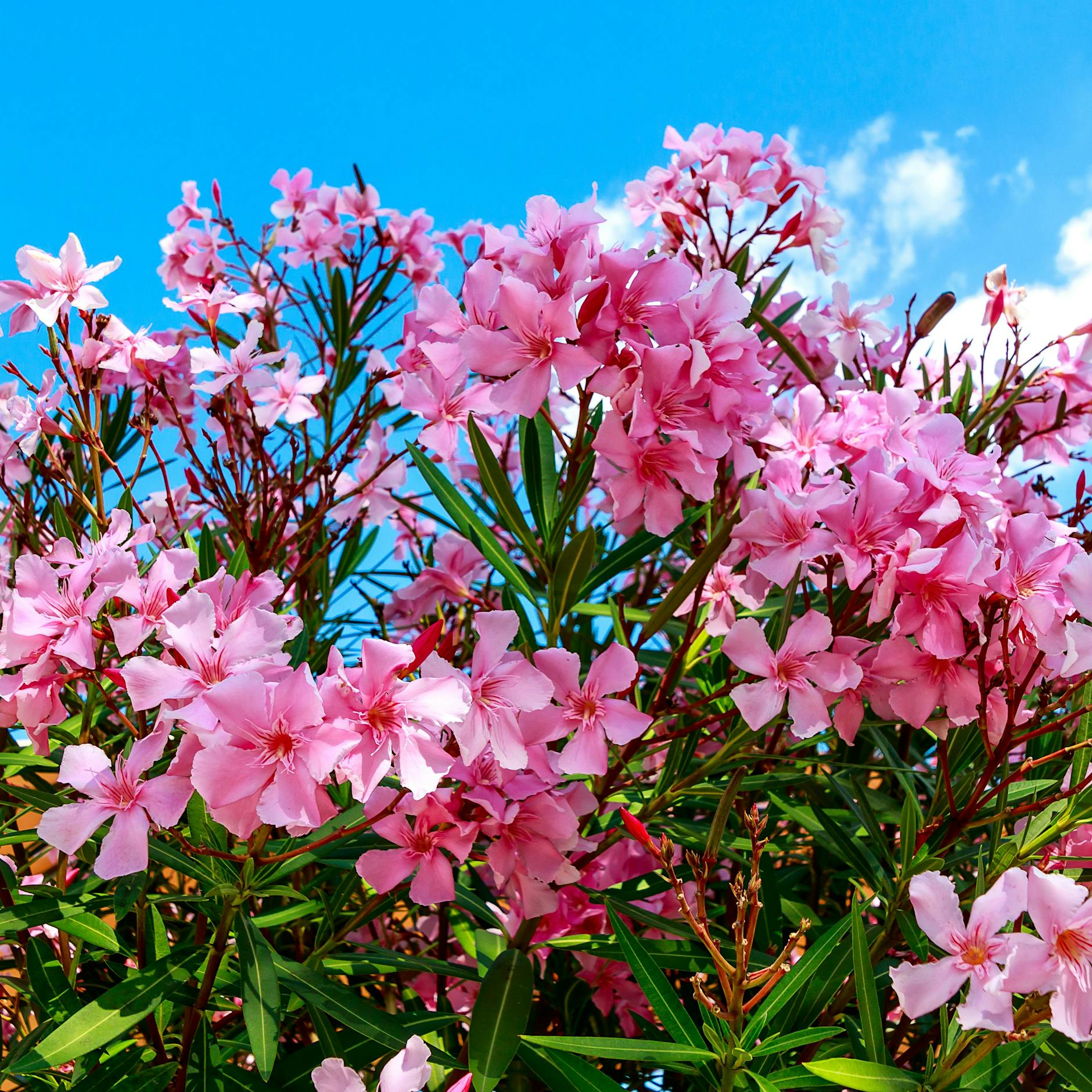 Oleander gießen, düngen, schneiden: Ein einfaches Hausmittel ist der perfekte Dünger